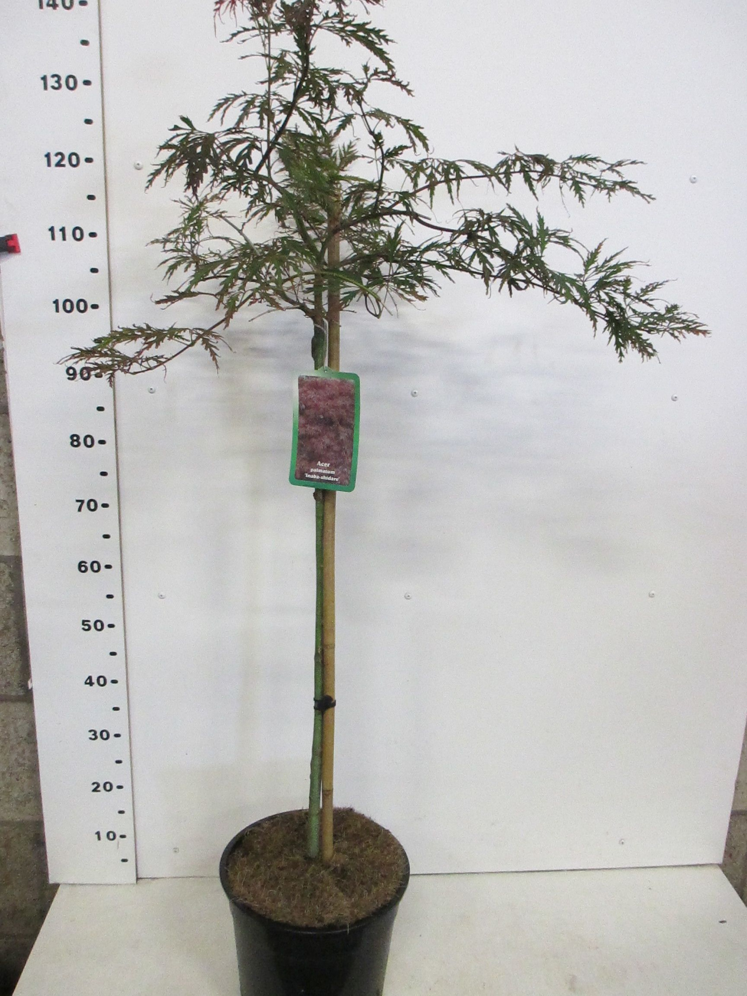 Acer palm. Inaba Shidare 80st. P28, D 28 cm