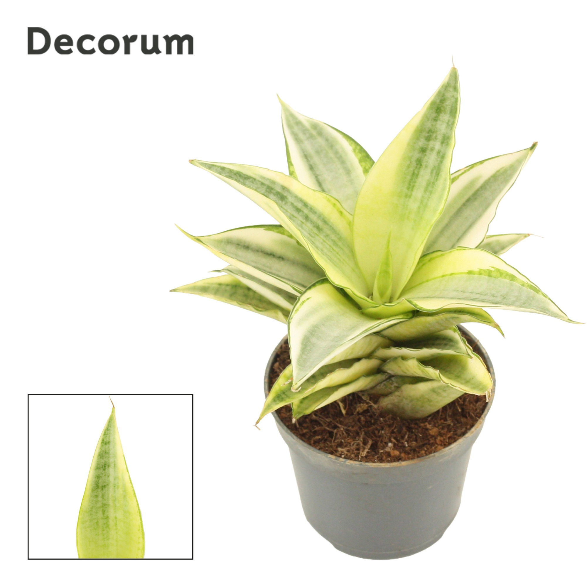 Sansevieria Gabriella Crown 6 cm (Decorum), D 6