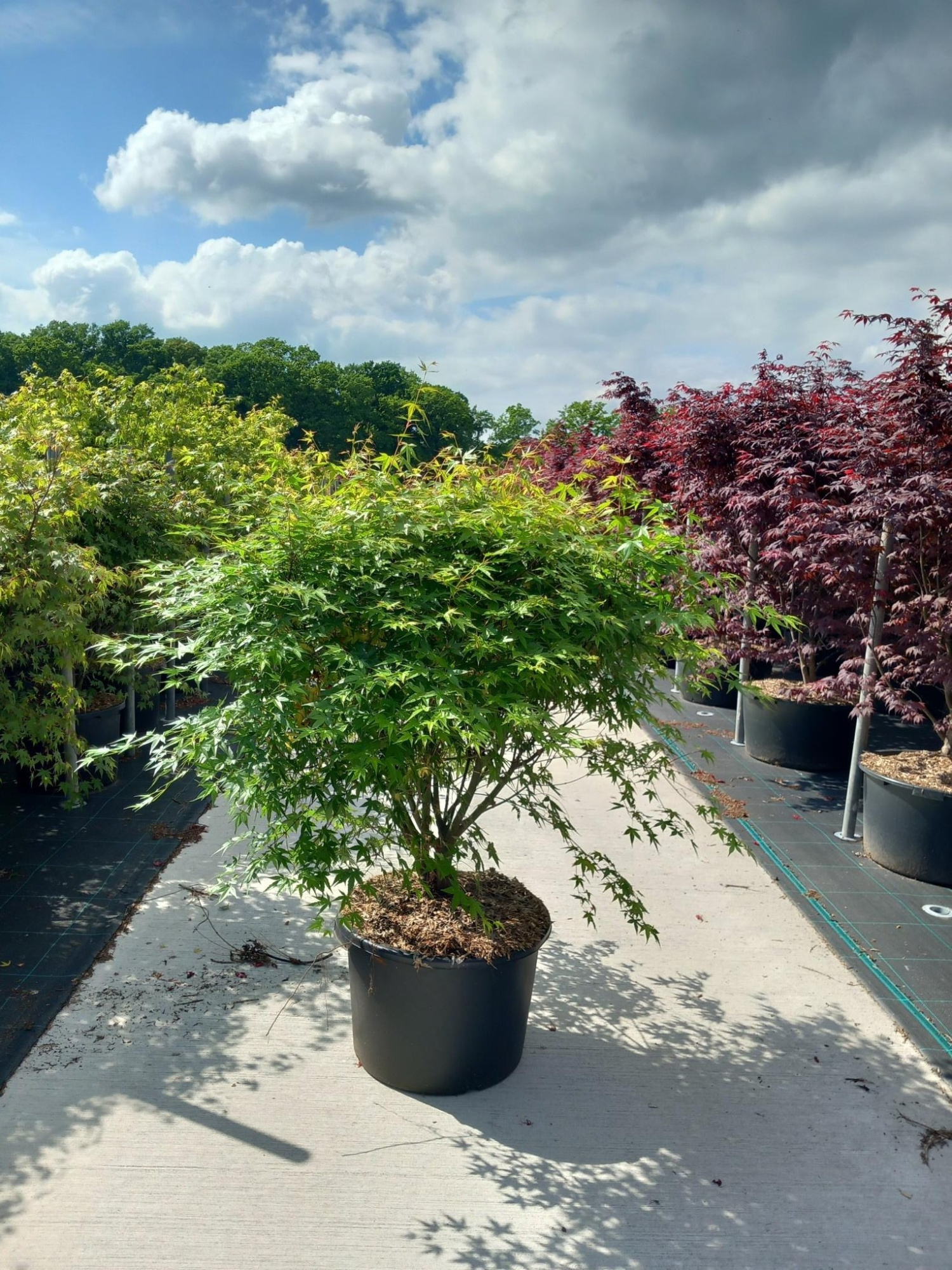 Acer palmatum, D 50 cm