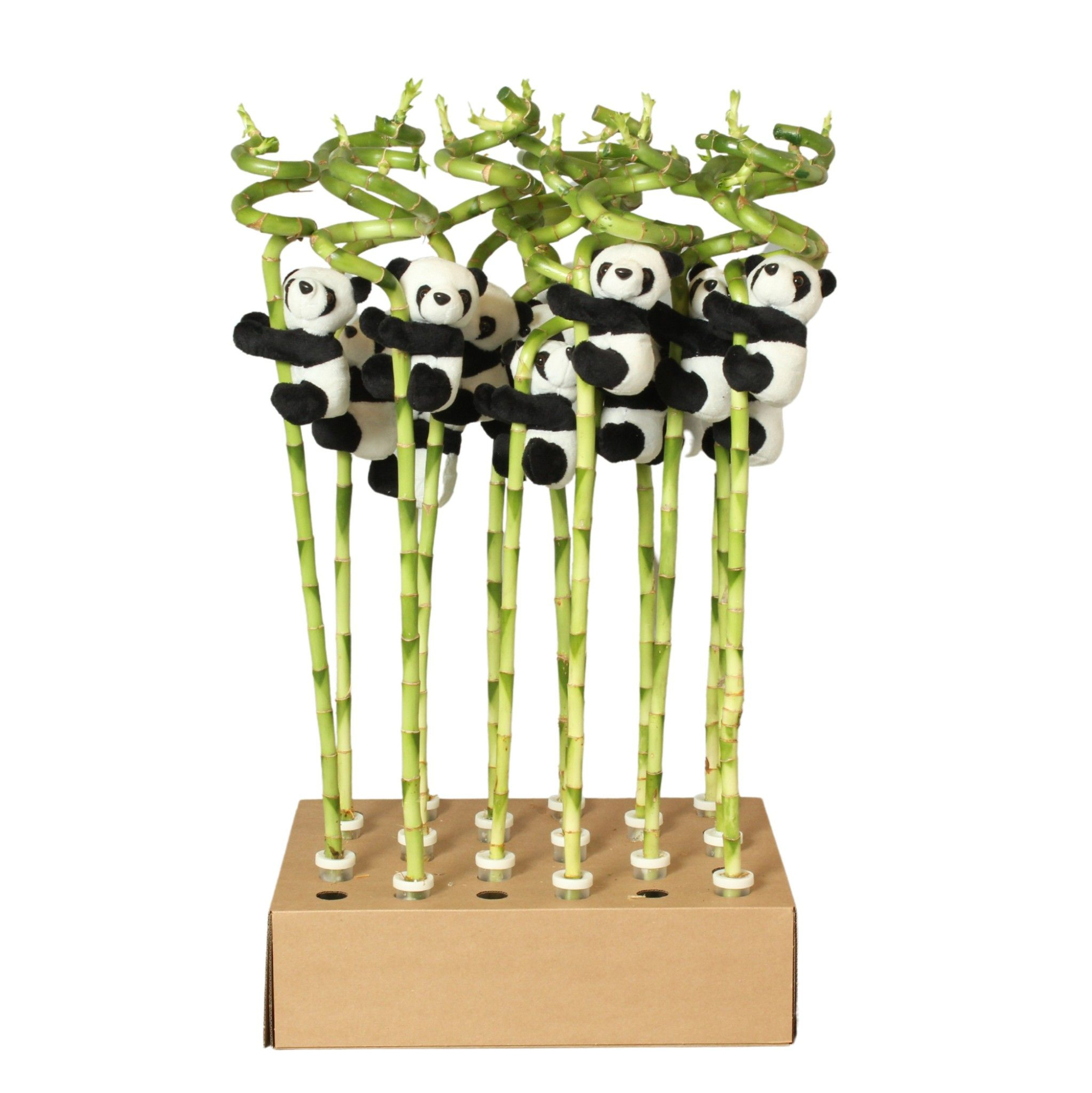 Lucky Bamboo Stem Spiral 60cm in Tube & Karton Tray, D 5 cm