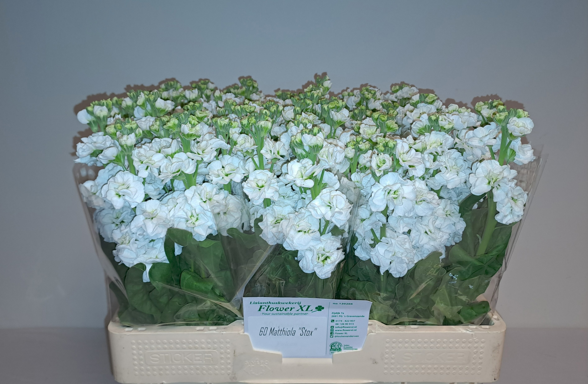 Маттиола од. Стокс Вайт 55, шт.