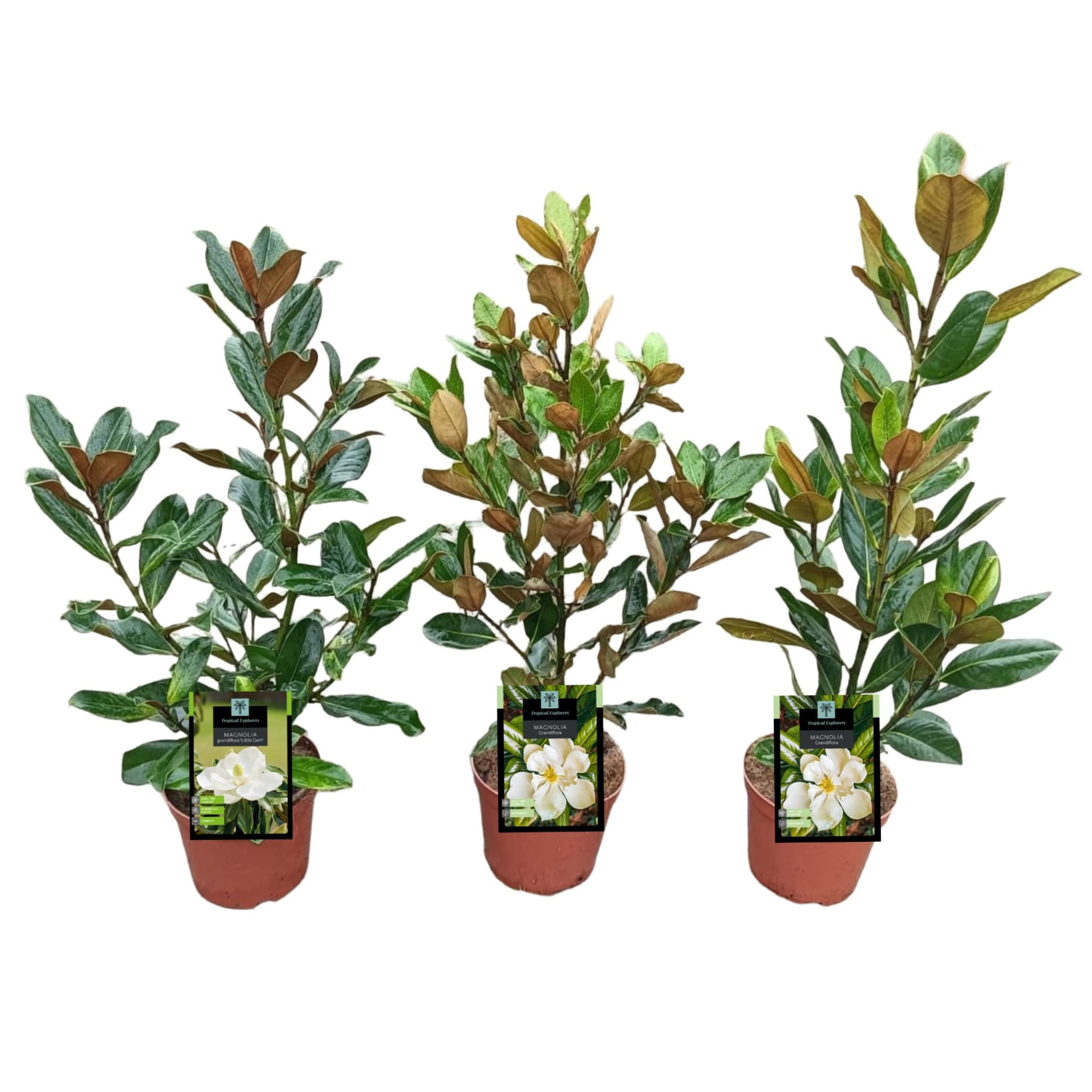 Magnolia Grandiflora 'Mix', D 19