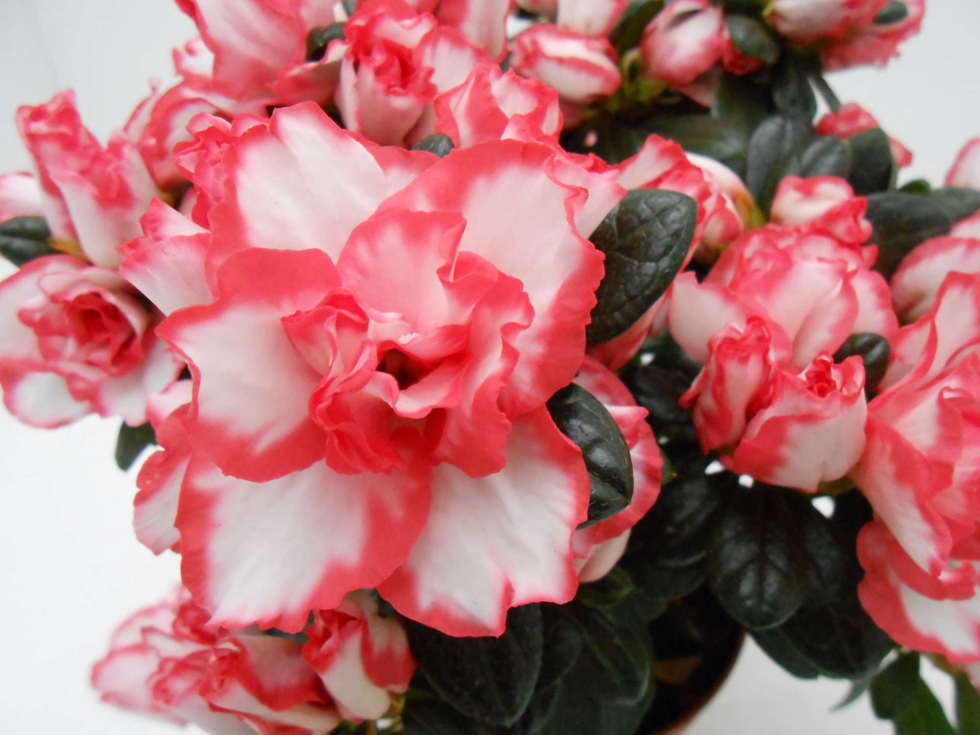 Rhododendron simsii T15 ⌀30-32 white/red, D 15