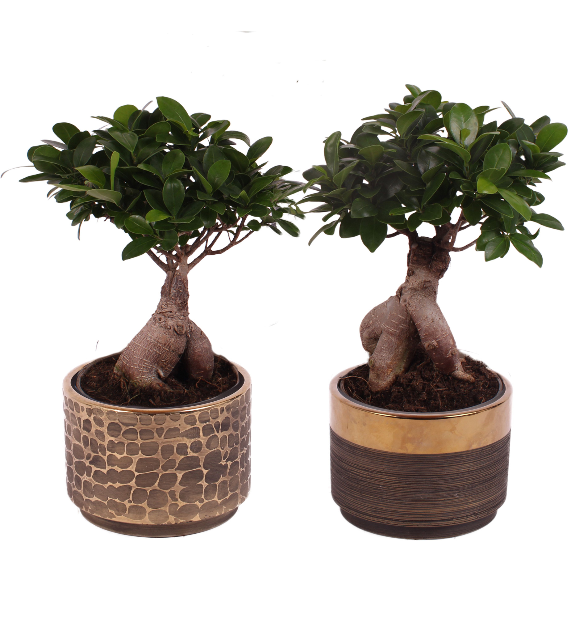 Ficus m. Ginseng Ball Shape Ø15cm in Ø17cm Ceramic PL568, D 17 cm