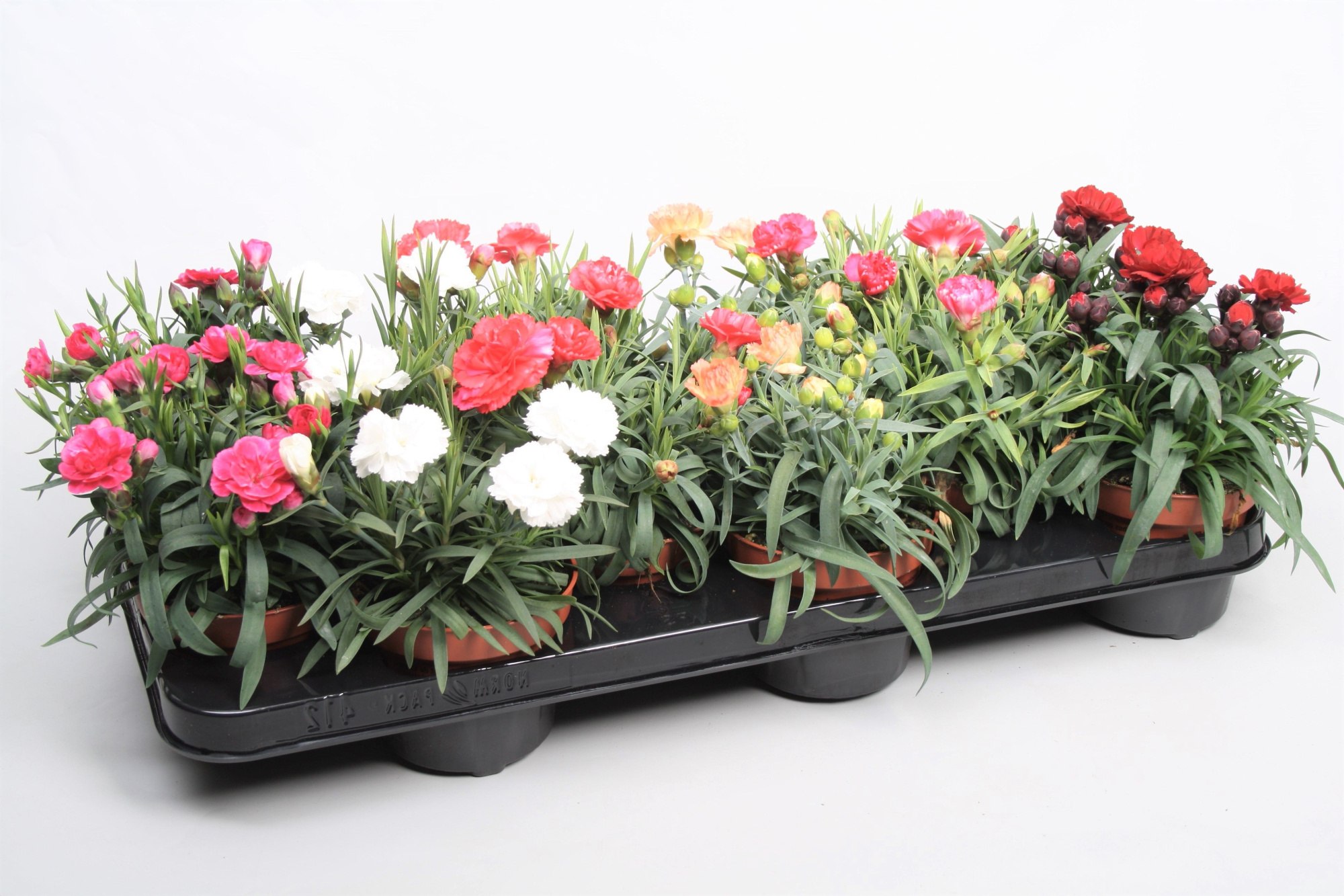Dianthus Gemengde tray p10,5 (oud), D 10,5
