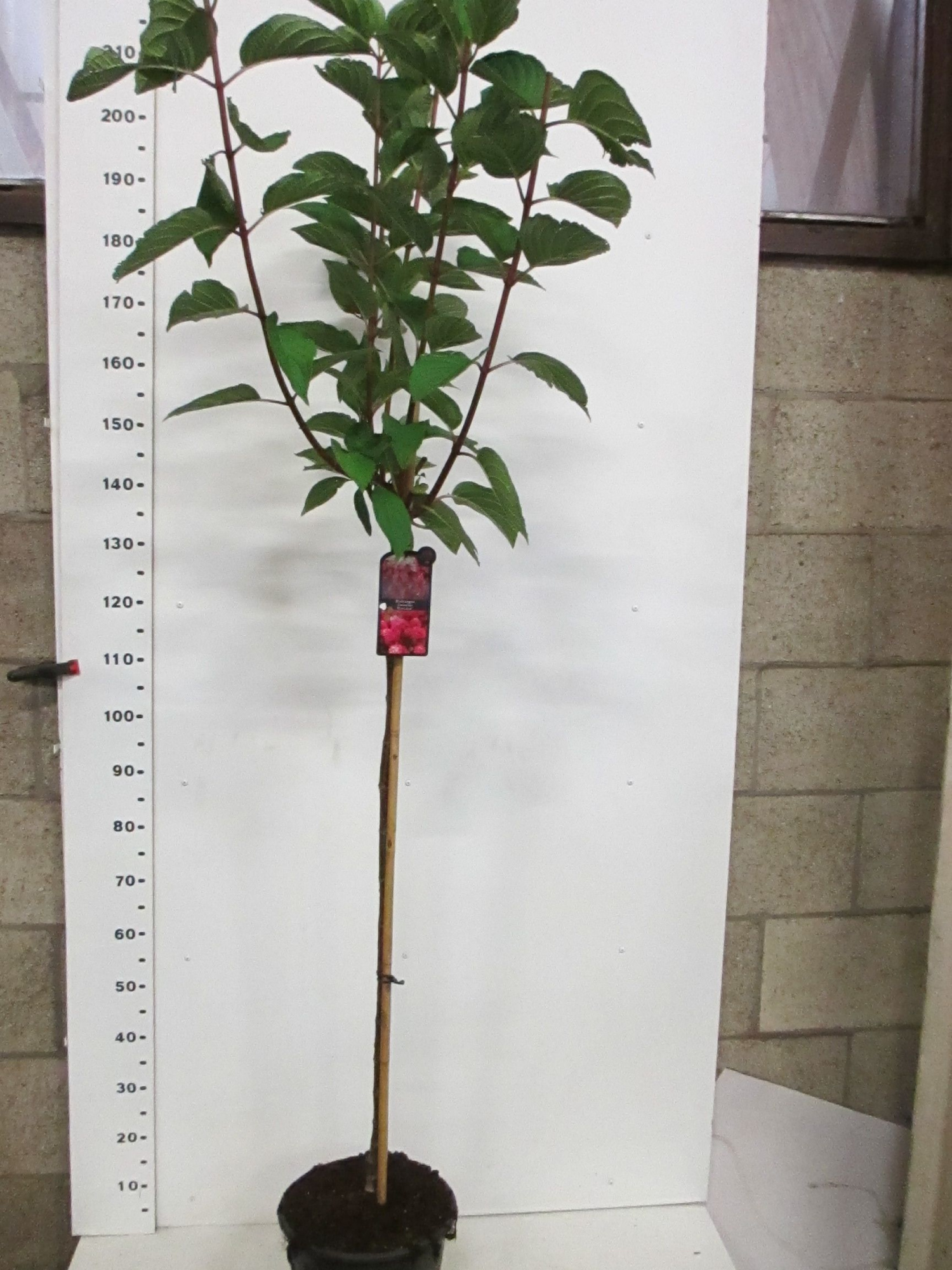 Hydrangea pan. Wim's Red 100 stam P28, D 28 cm