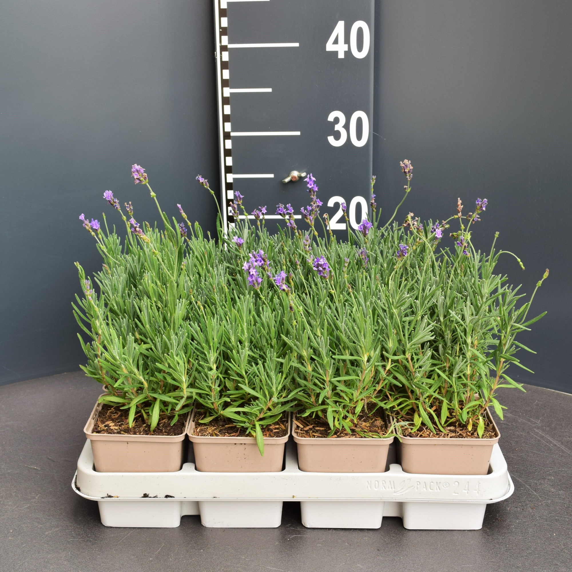 Lavandula ang. 'Hidcote', D 9 cm