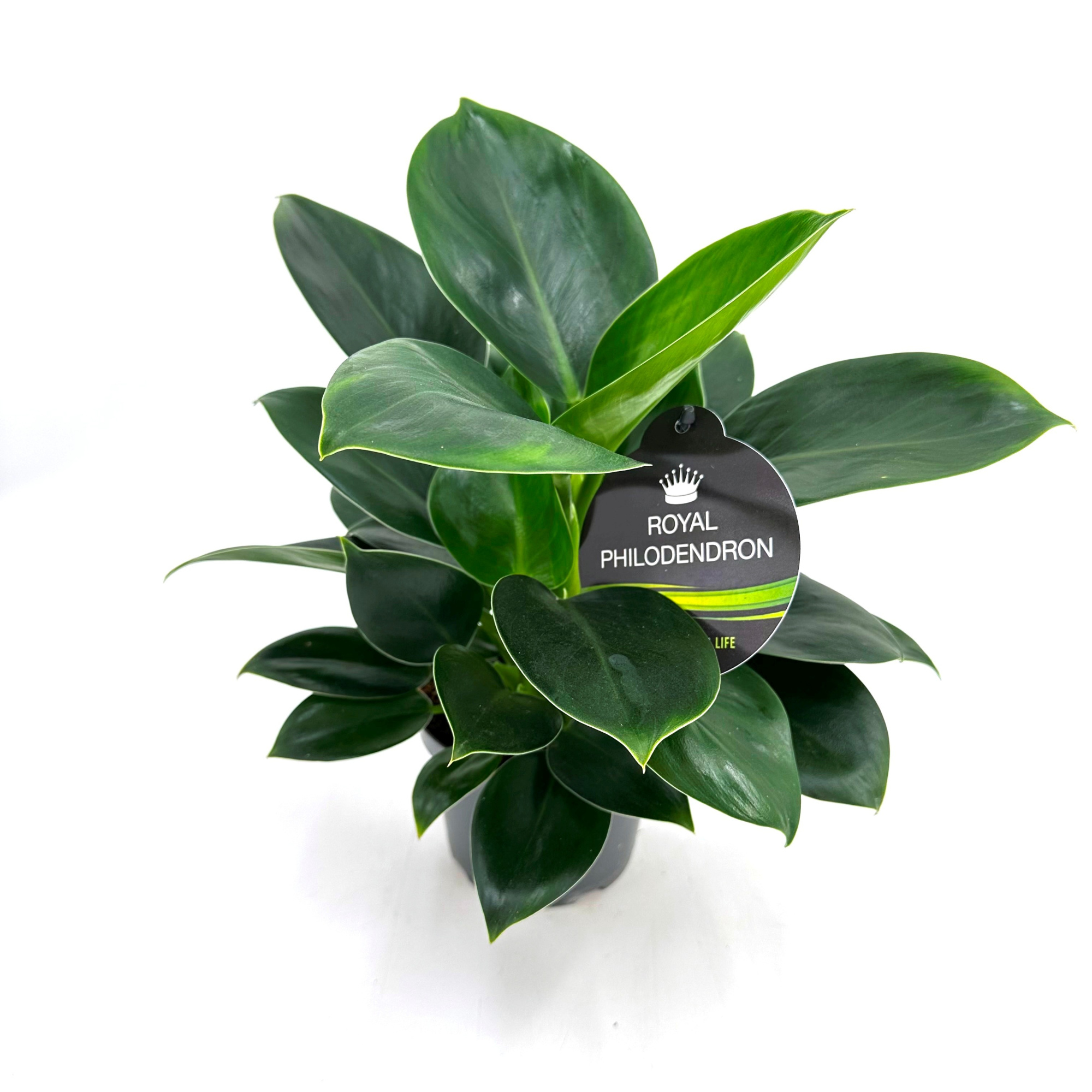 Phil."Green Princess", D 12 cm