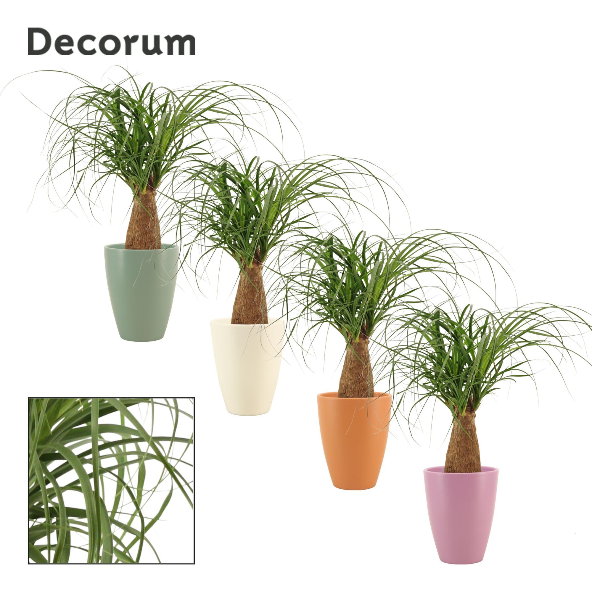 Beaucarnea recht 12 cm in Carly (Craft world-collection), D 12 cm