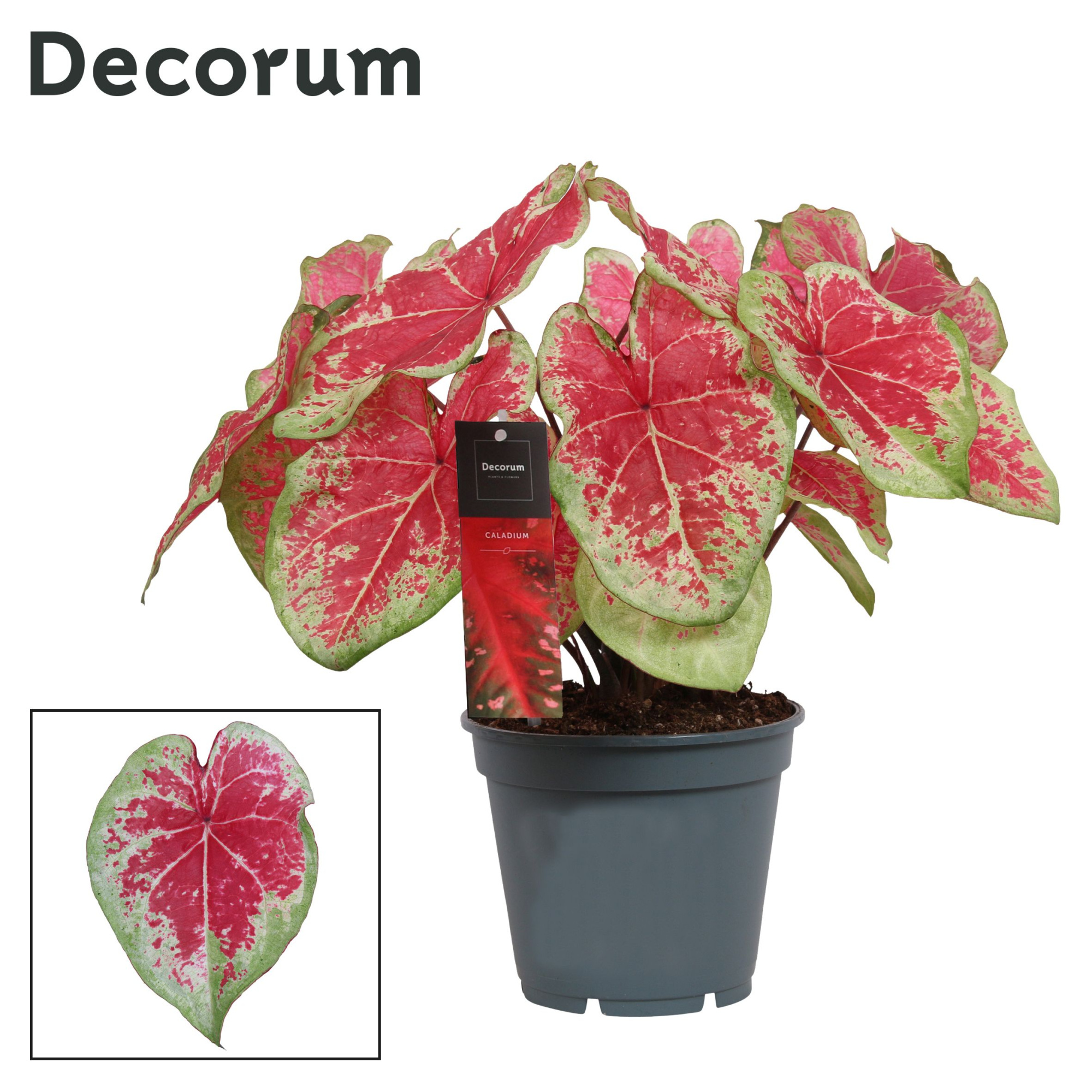 Caladium Bicolor (Decorum), D 17