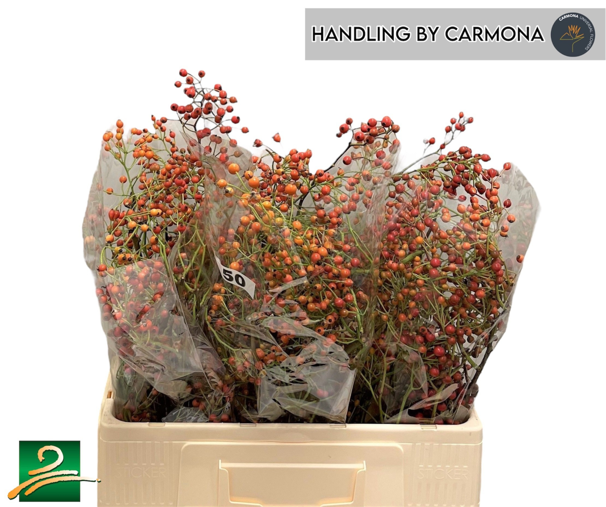 Рузботель Коралло 50, шт.