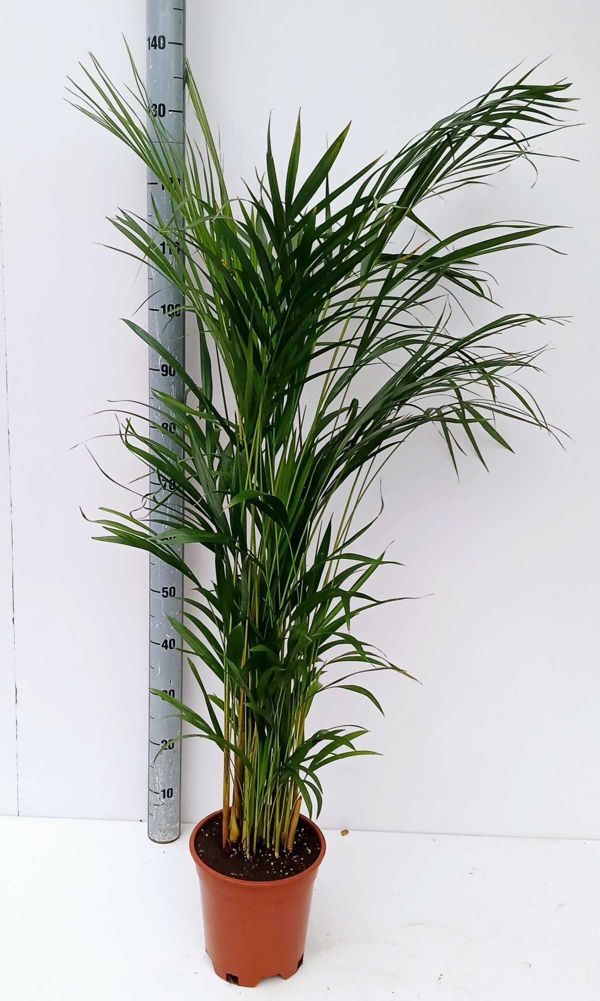 dypsis, D 22 cm