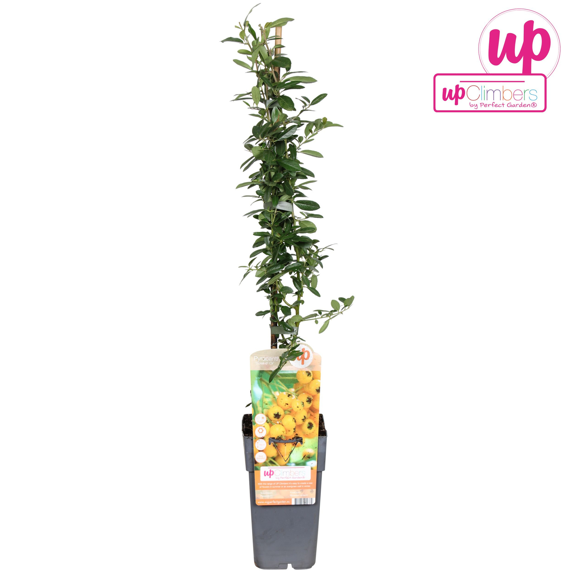 Pyracantha Soleil dOr P15, D 15 cm