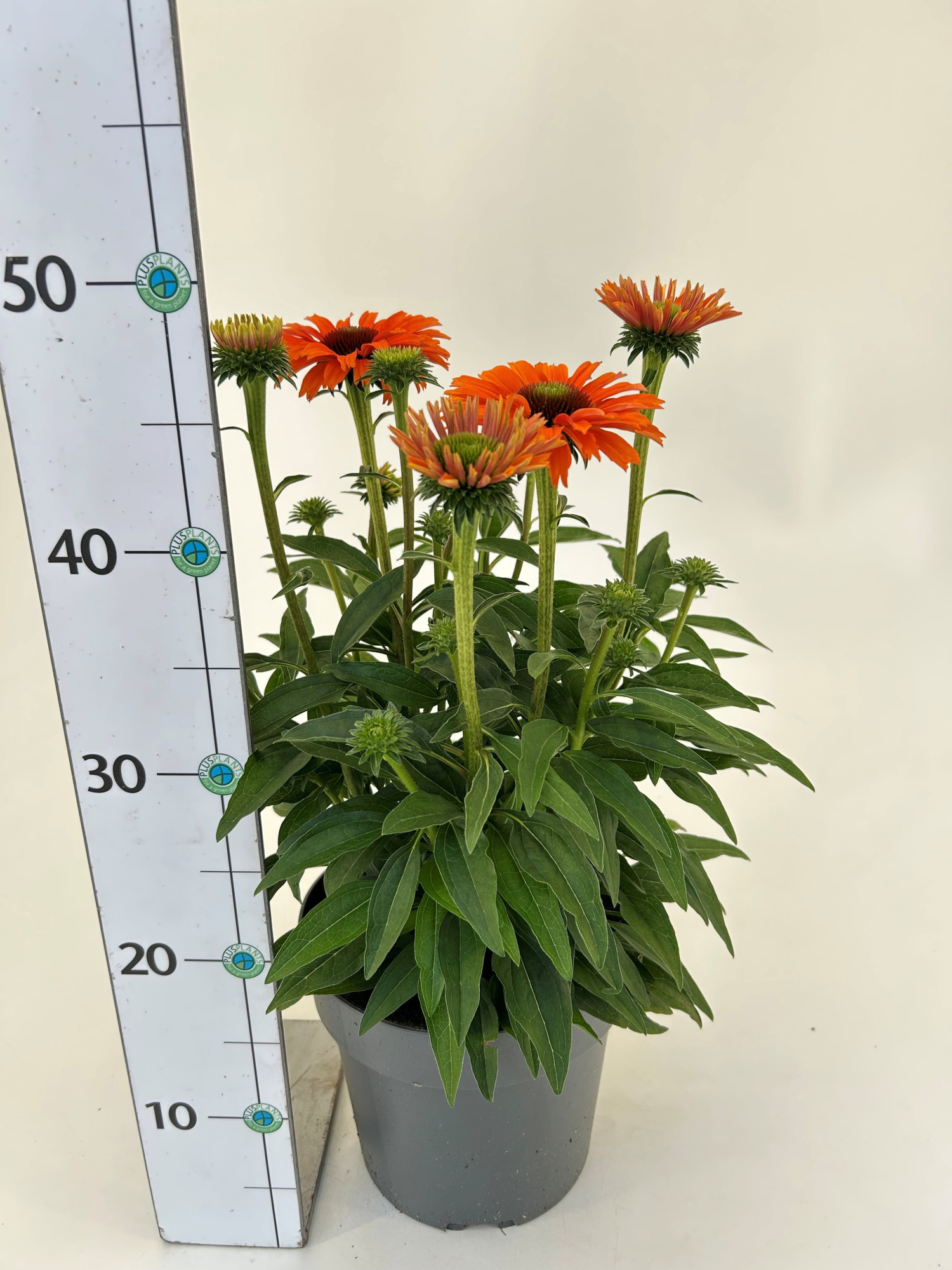 Echinacea Meristem 'Sunseekers Mineola', D 19