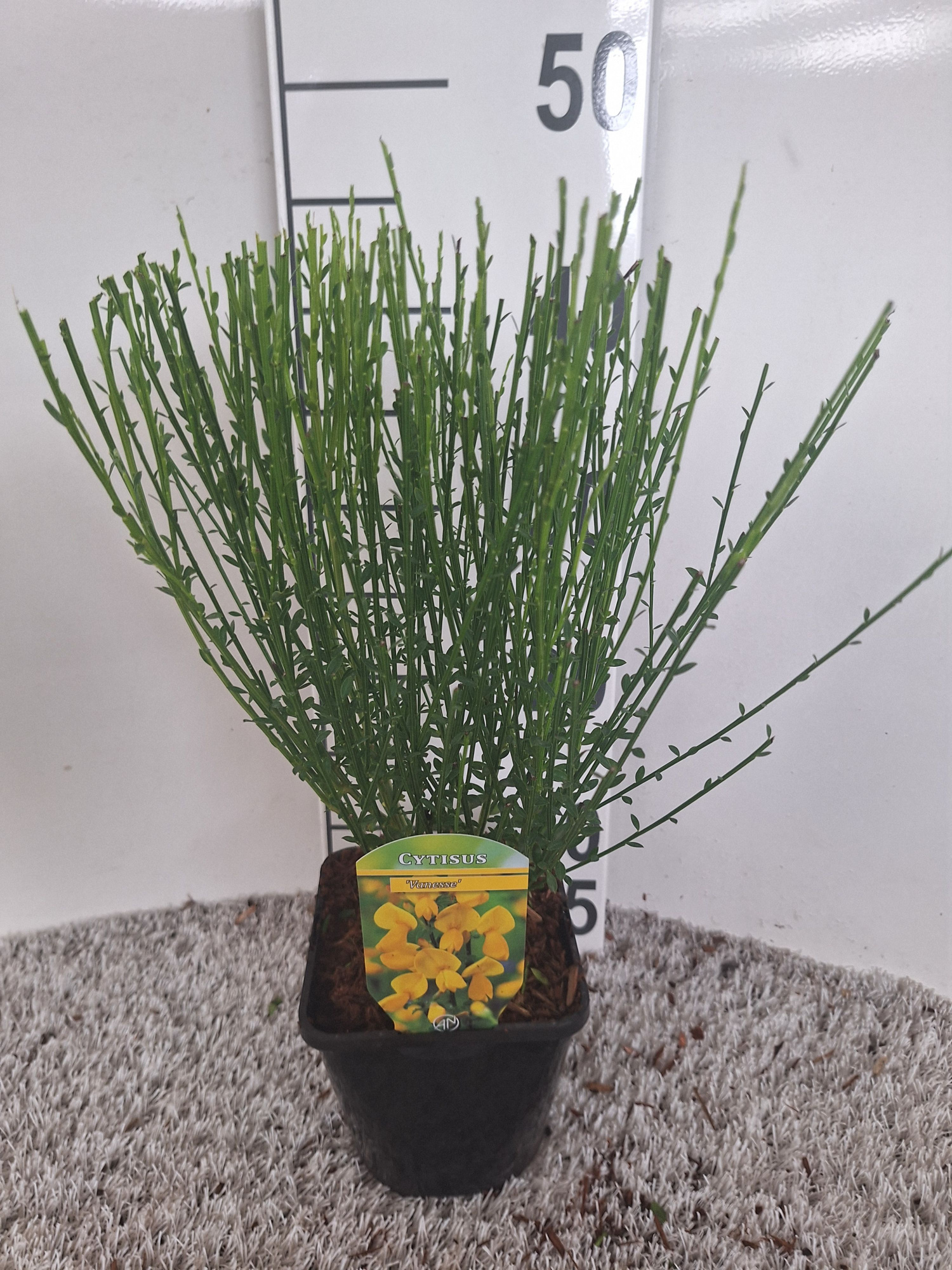 Cytisus scoparius 'Vanesse', D 14