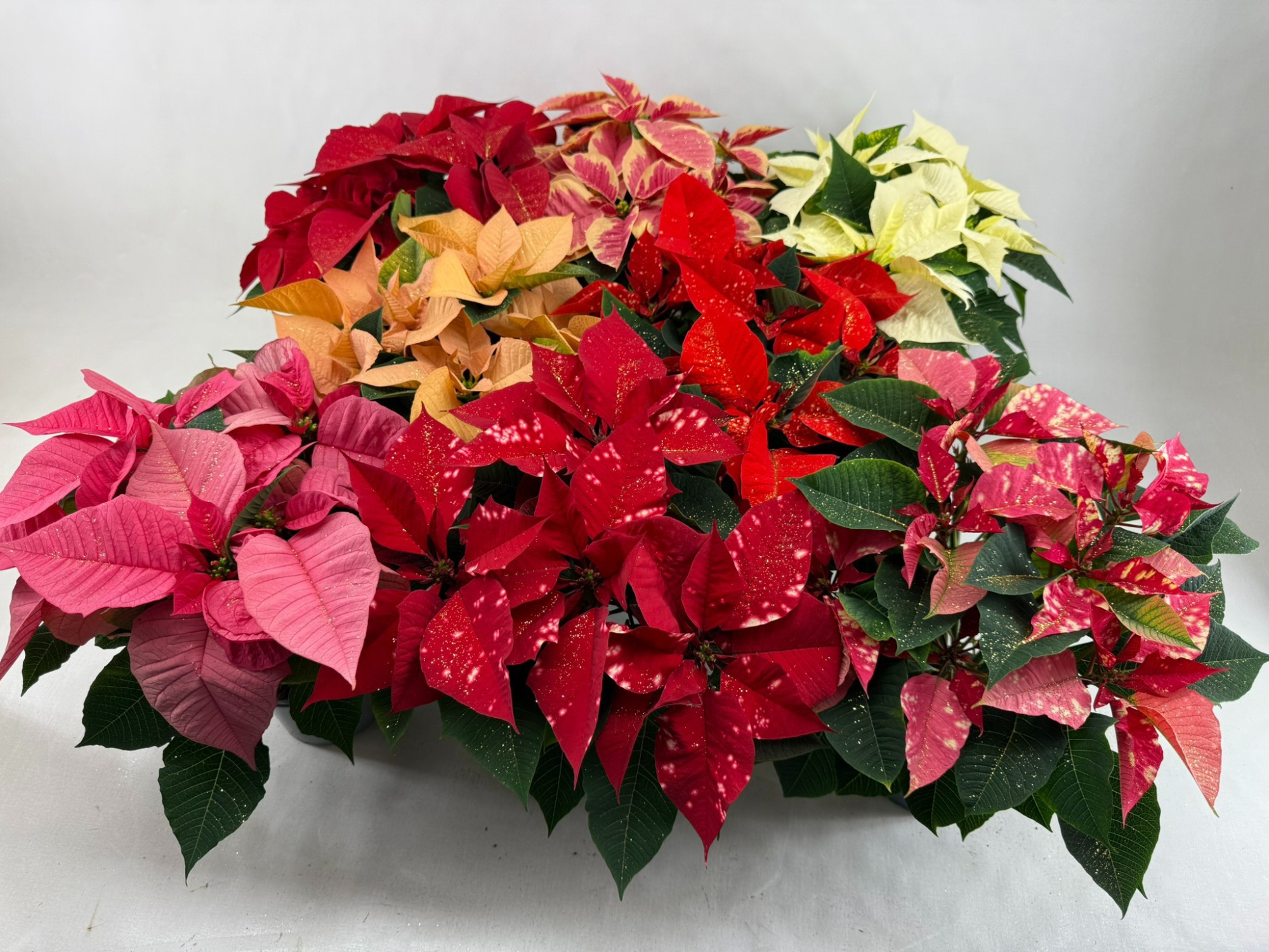 Poin Euphorbia Pulcherrima mixdoos minimaal 3 kleuren pot 13 cm + goudglitter, D 13 cm