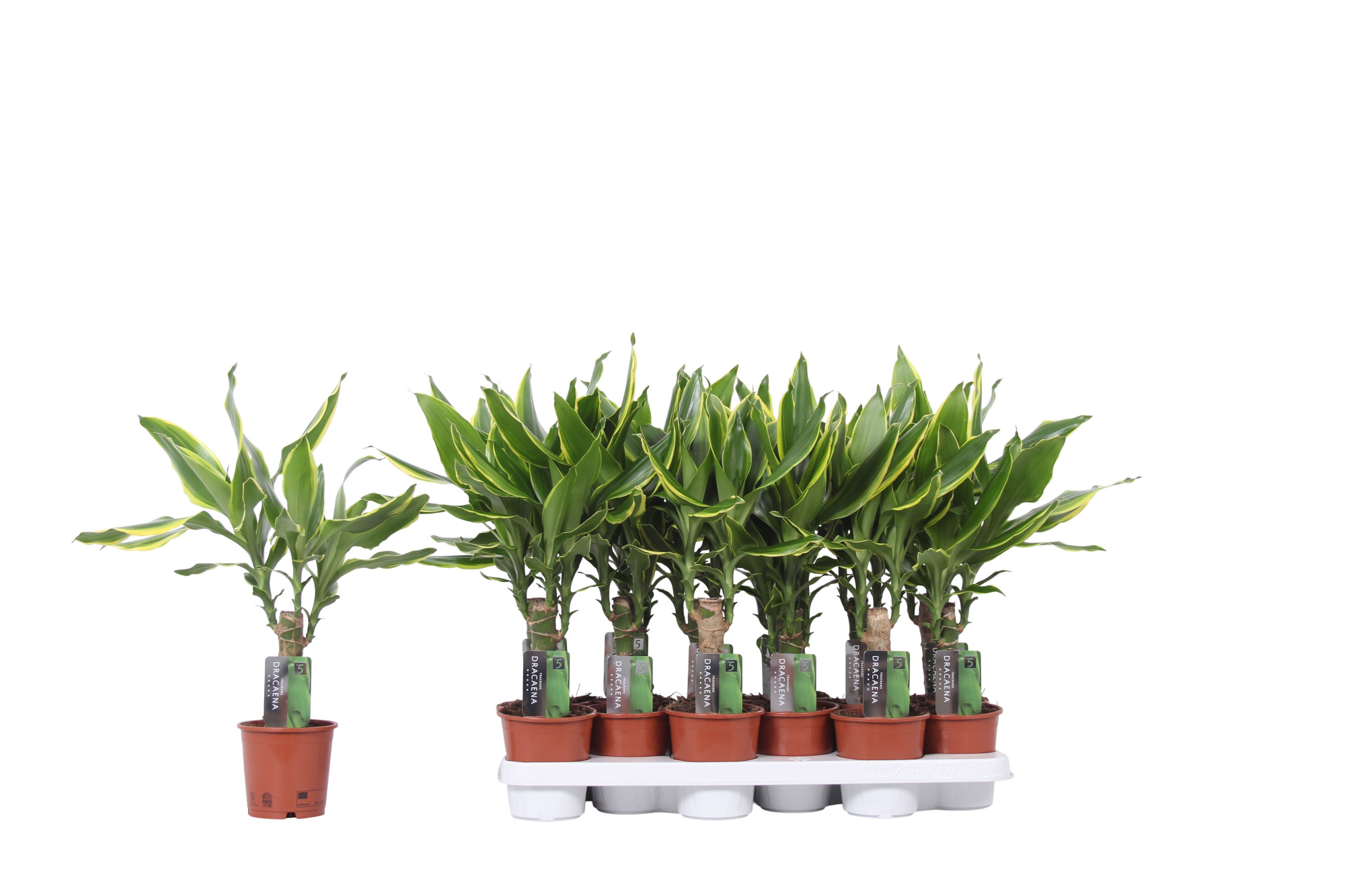 Dracaena Golden Coast, 11 cm pot, D 11 cm