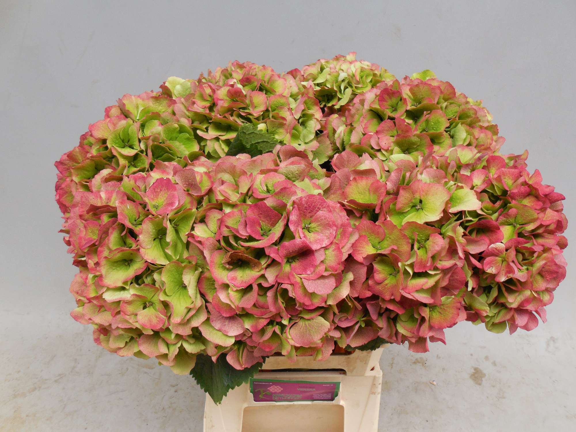 Гортензия Верена Классик 60, шт.