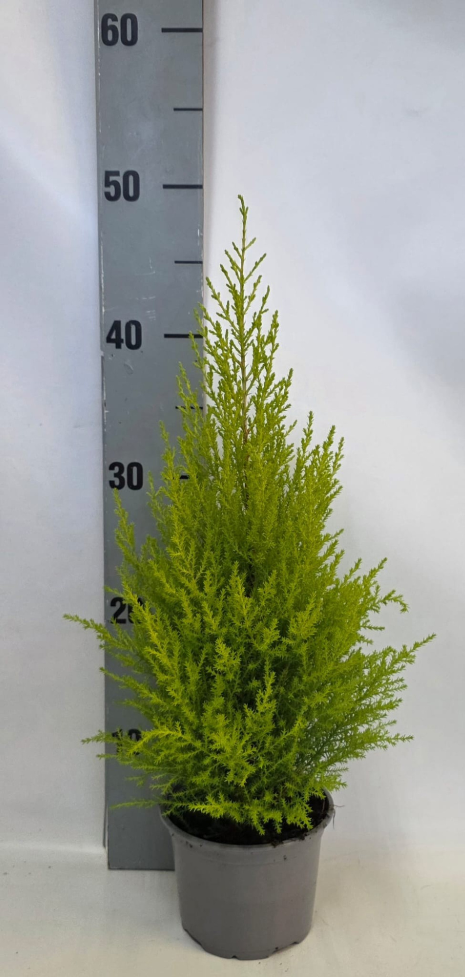 Cupressus piramide 12cm, D 12 cm