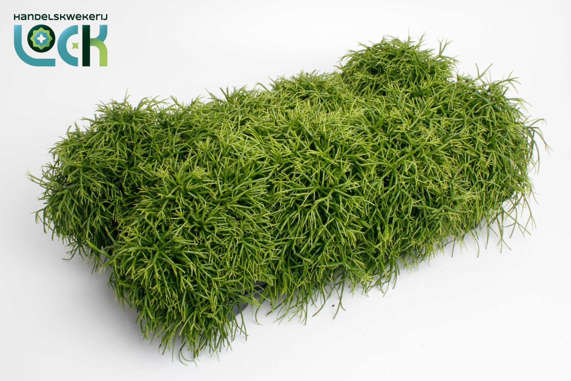 Rhipsalis Baccifera Oasis, D 12 cm