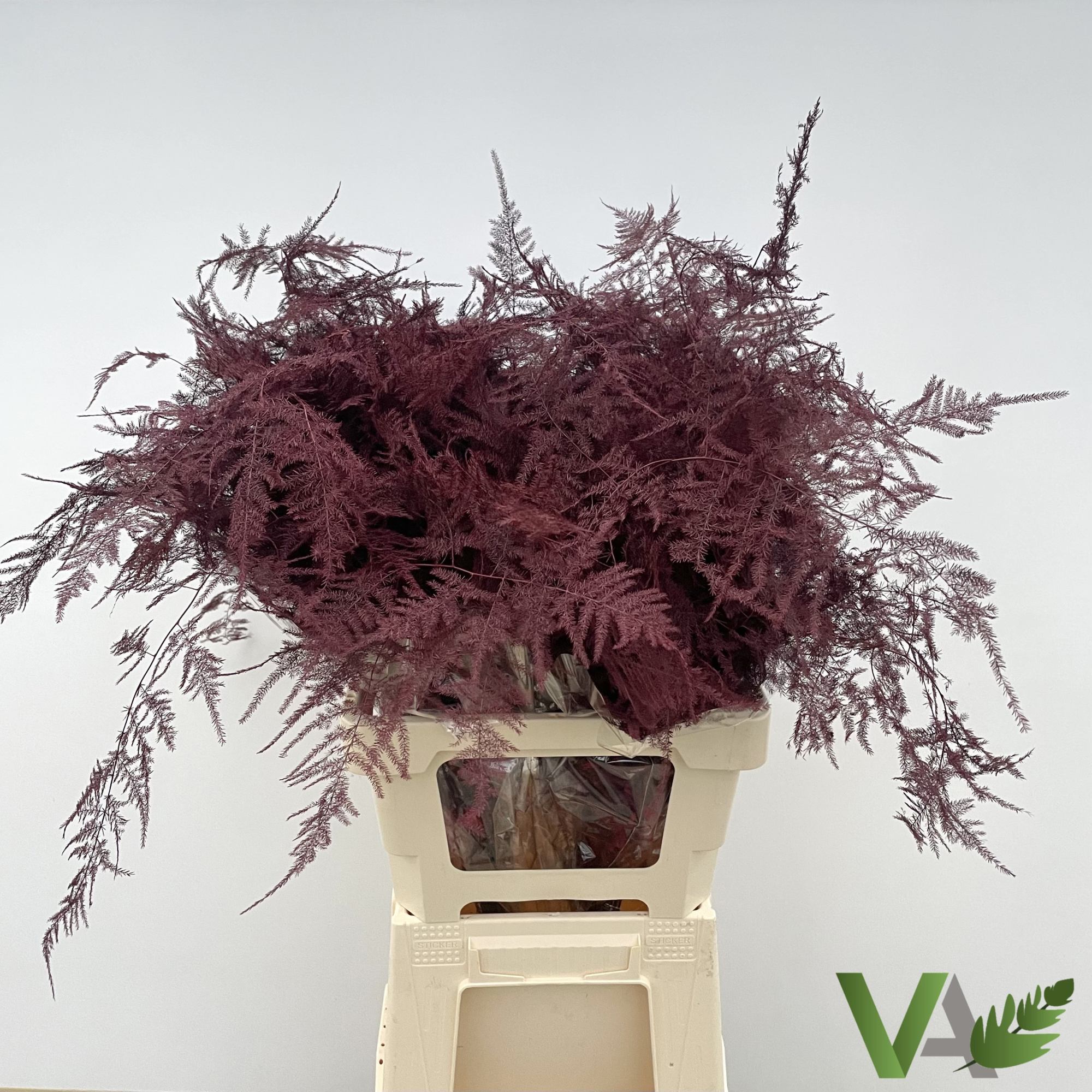 Аспарагус Овериг Крашеный (краш. ) 85, шт.