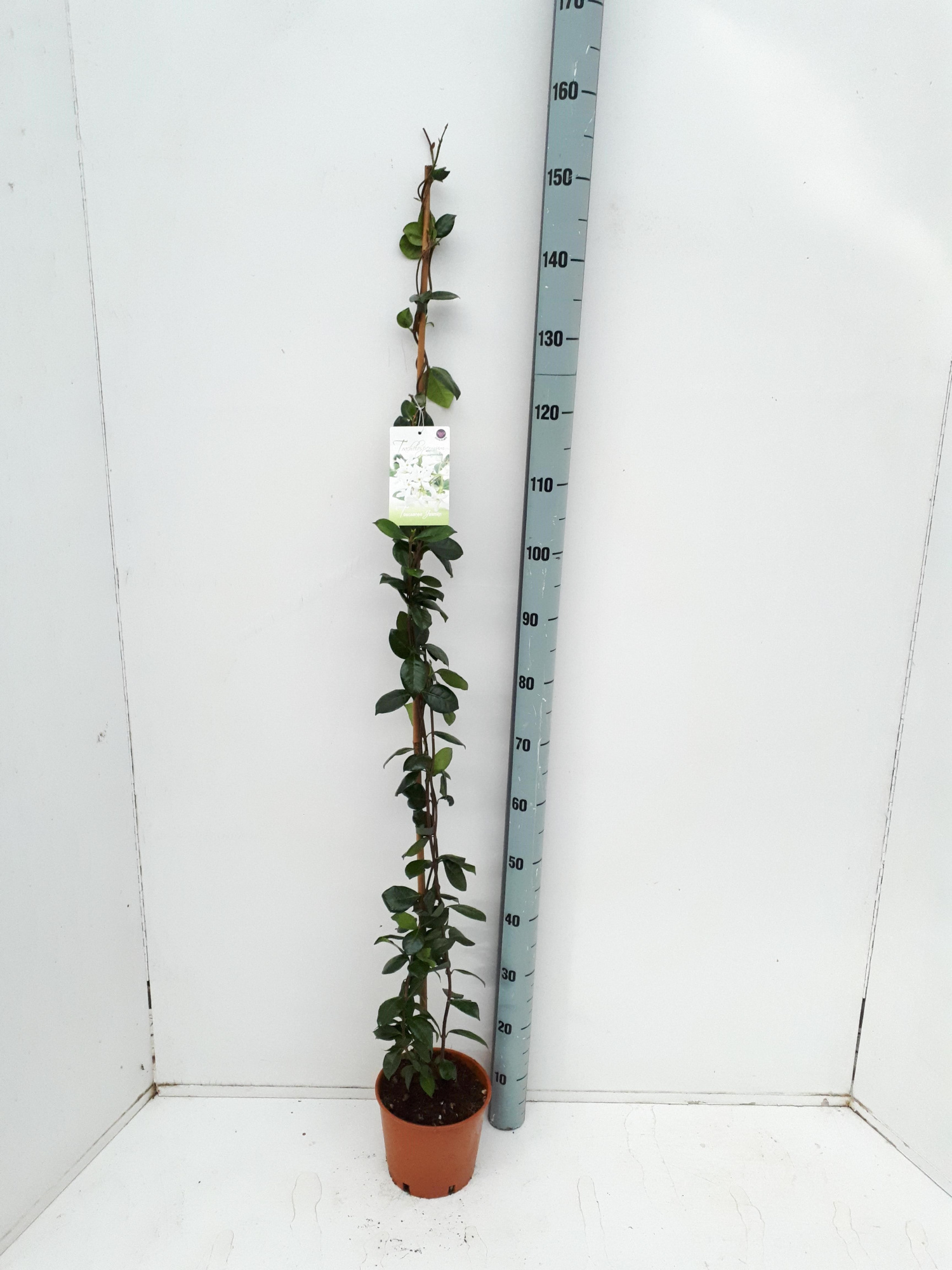 Trachelospermum jasminoides, D 19 cm
