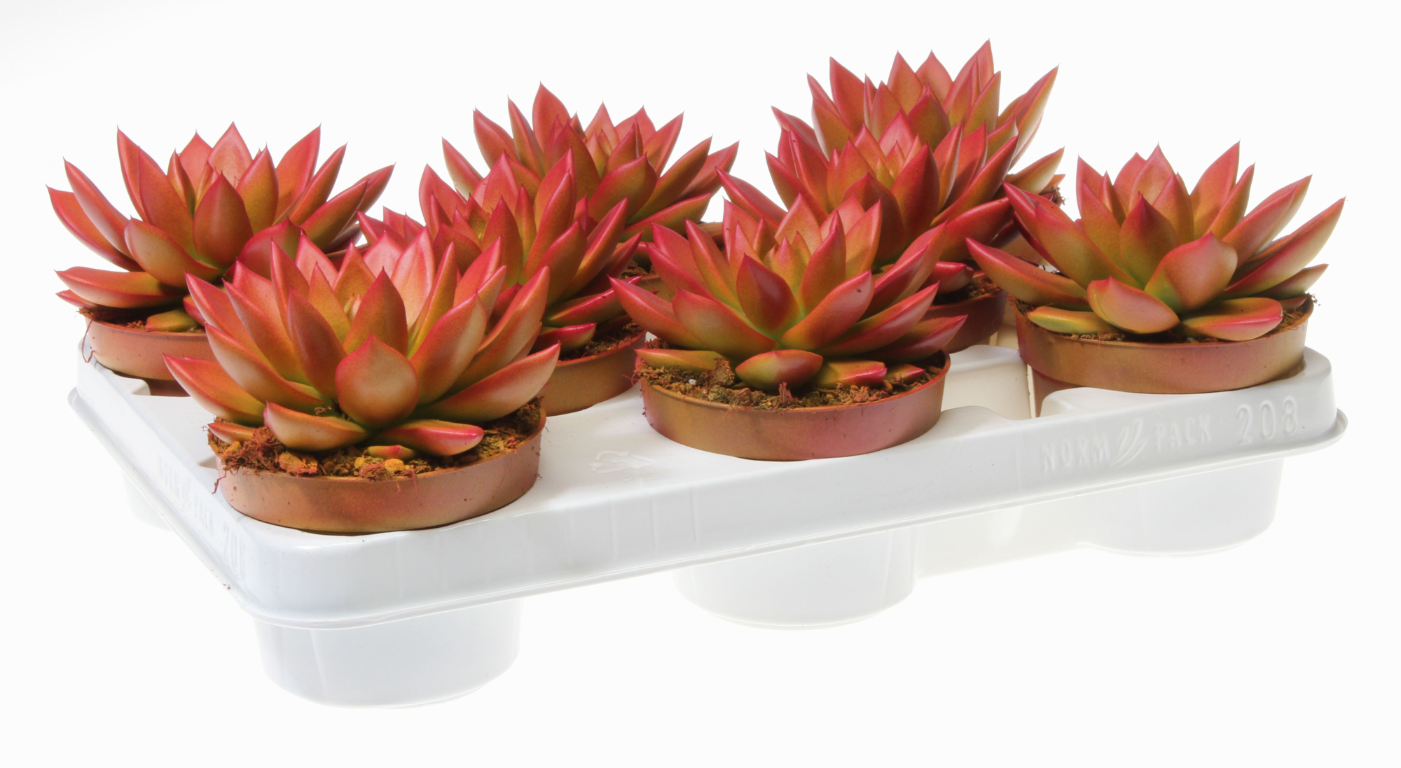 Rainbow zalm, D 10,5 cm