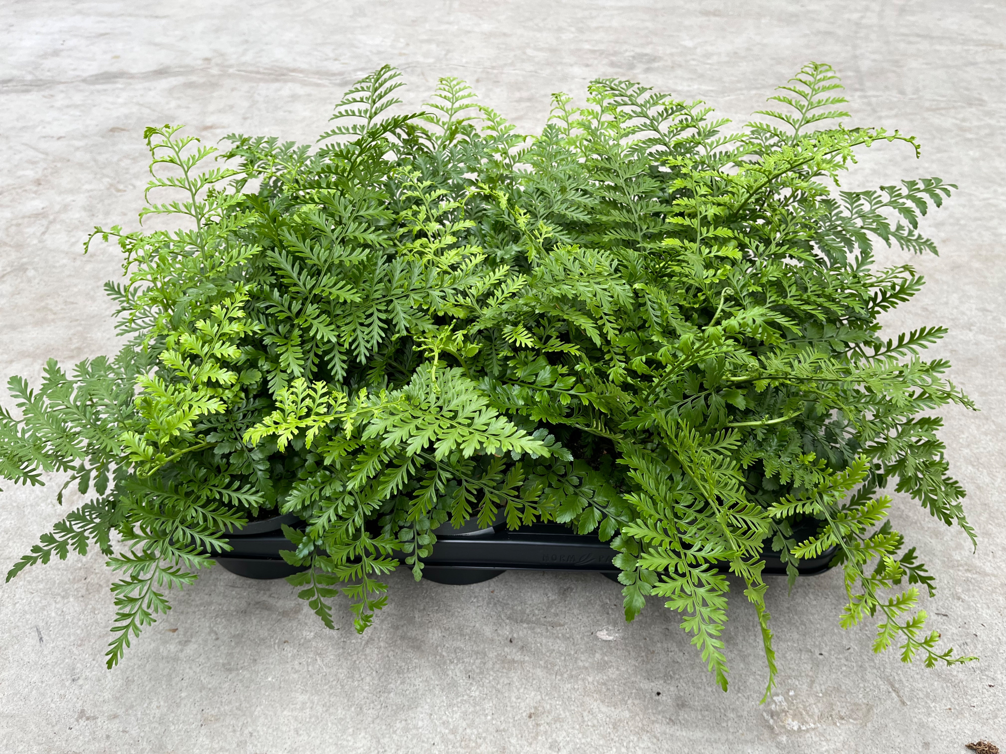 Asplenium Parvati P17 Bowl, D 17 cm