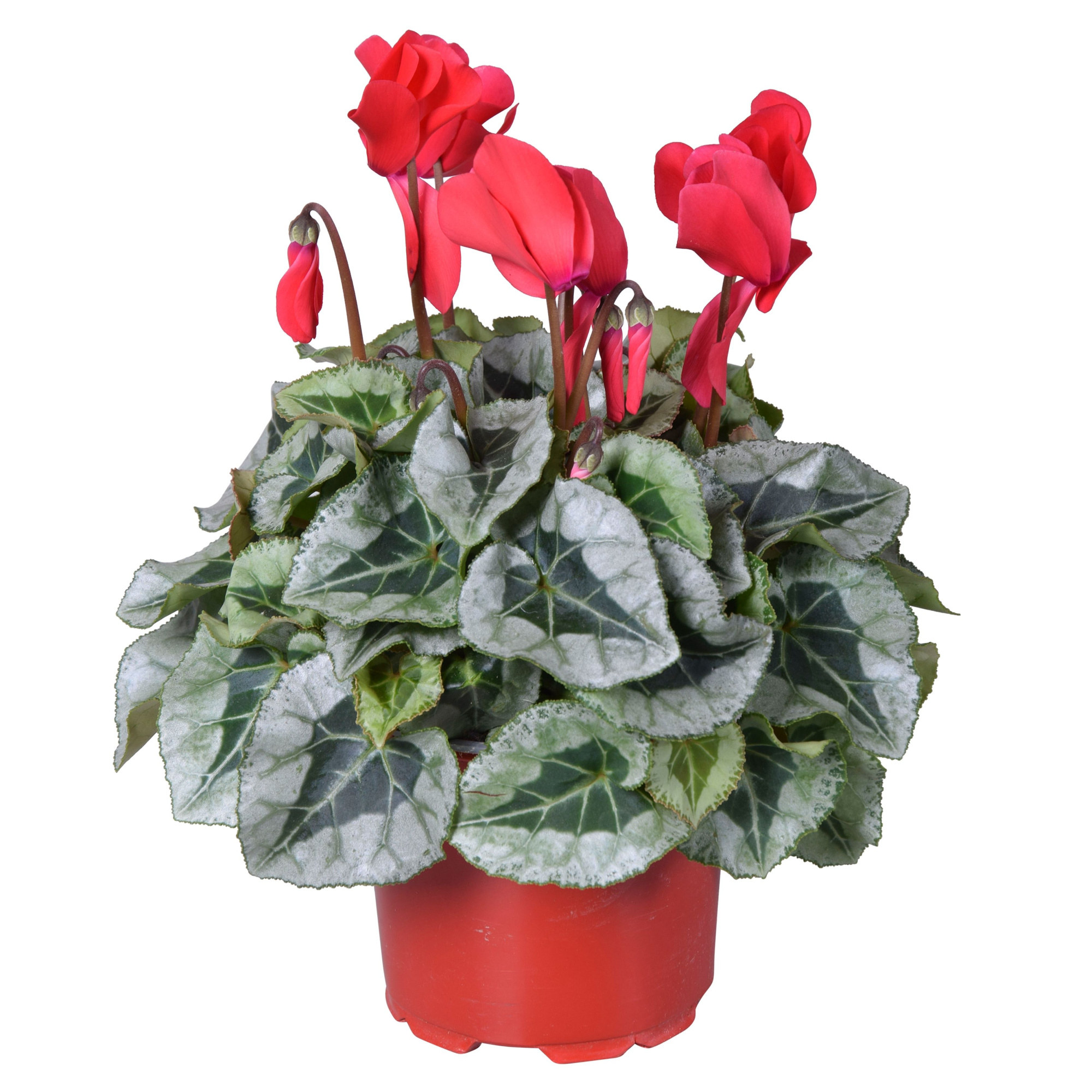 Cyclamen Super Serie Rembrandt rood, D 12 cm