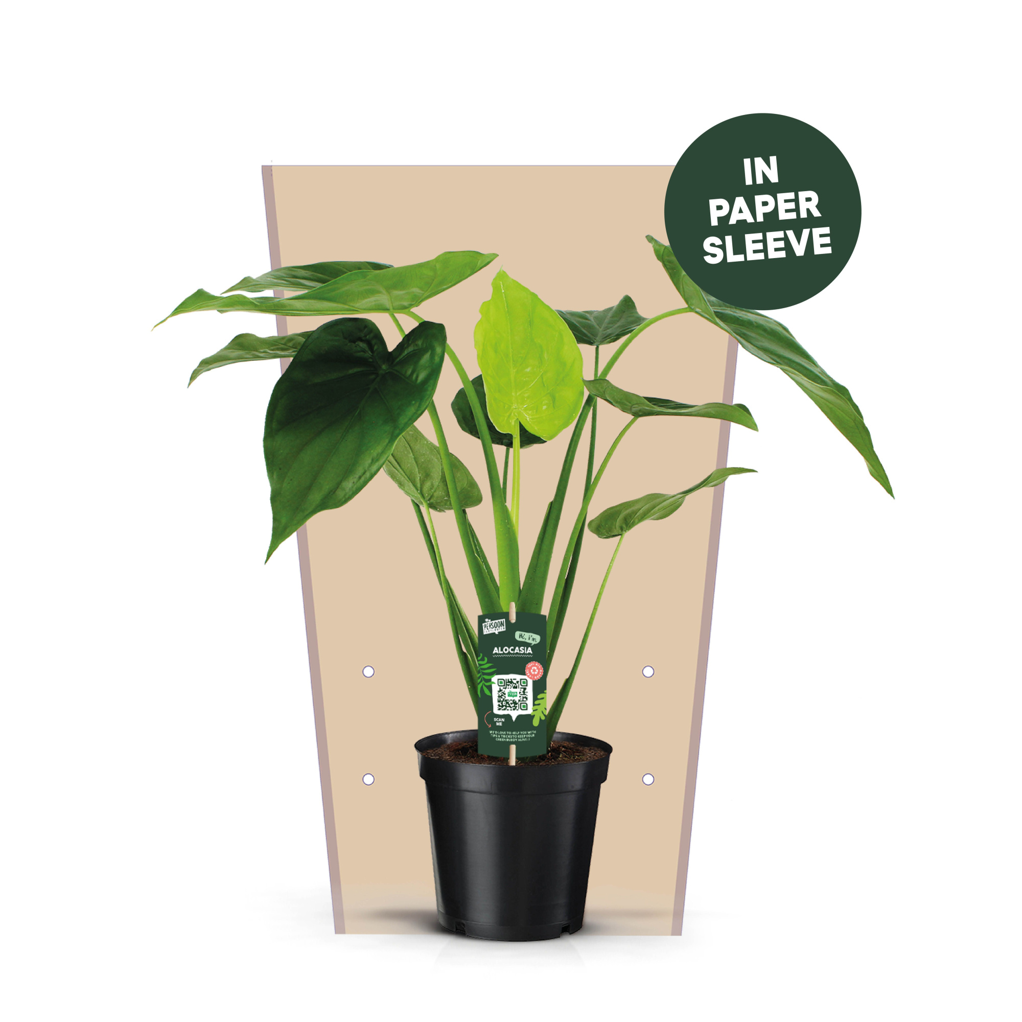 Alocasia Cucullata Papieren Hoes, D 19 cm