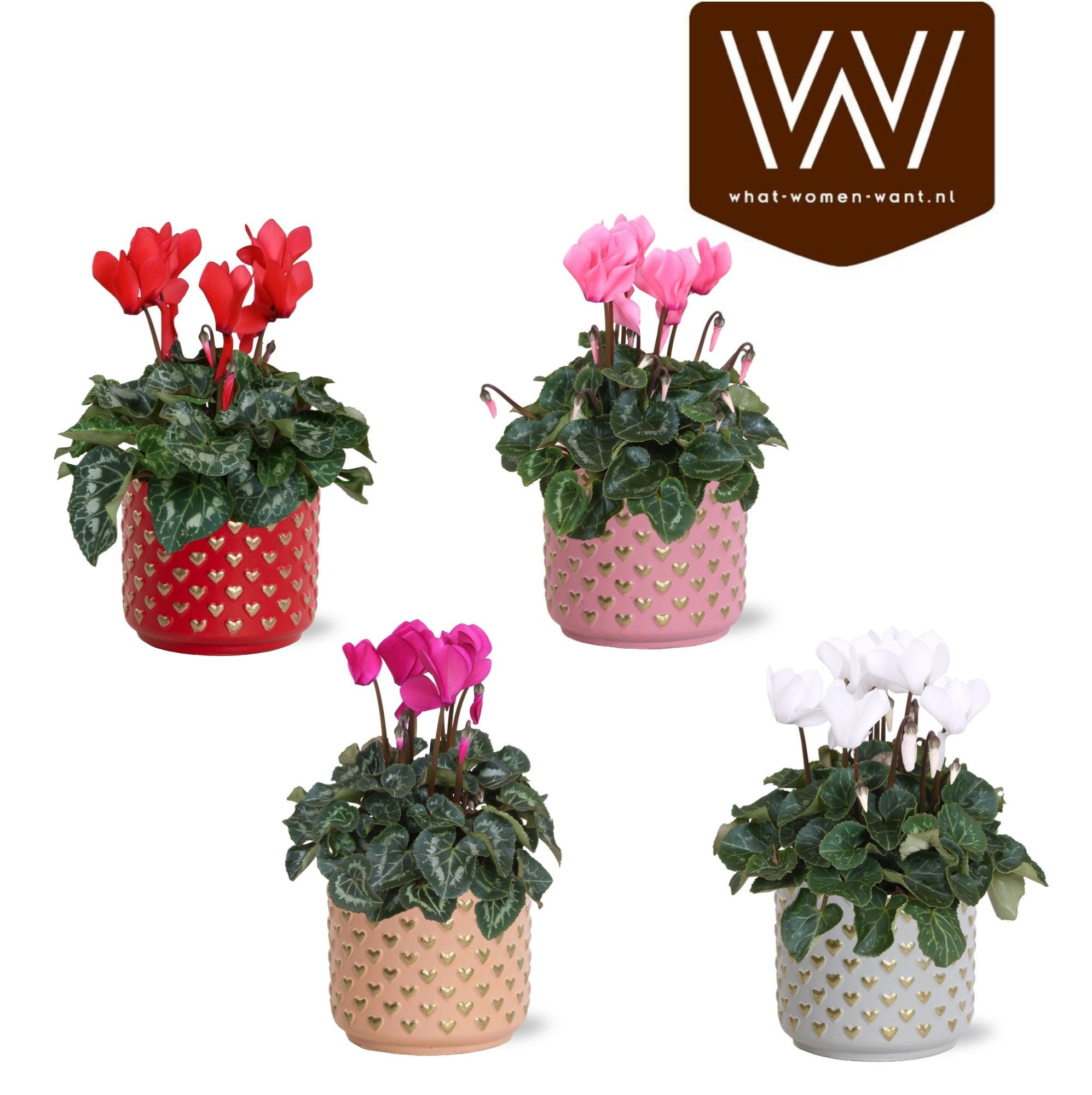 Collectie "Sympathetic Moods" - Cyclamen in pot Kaya, D 12