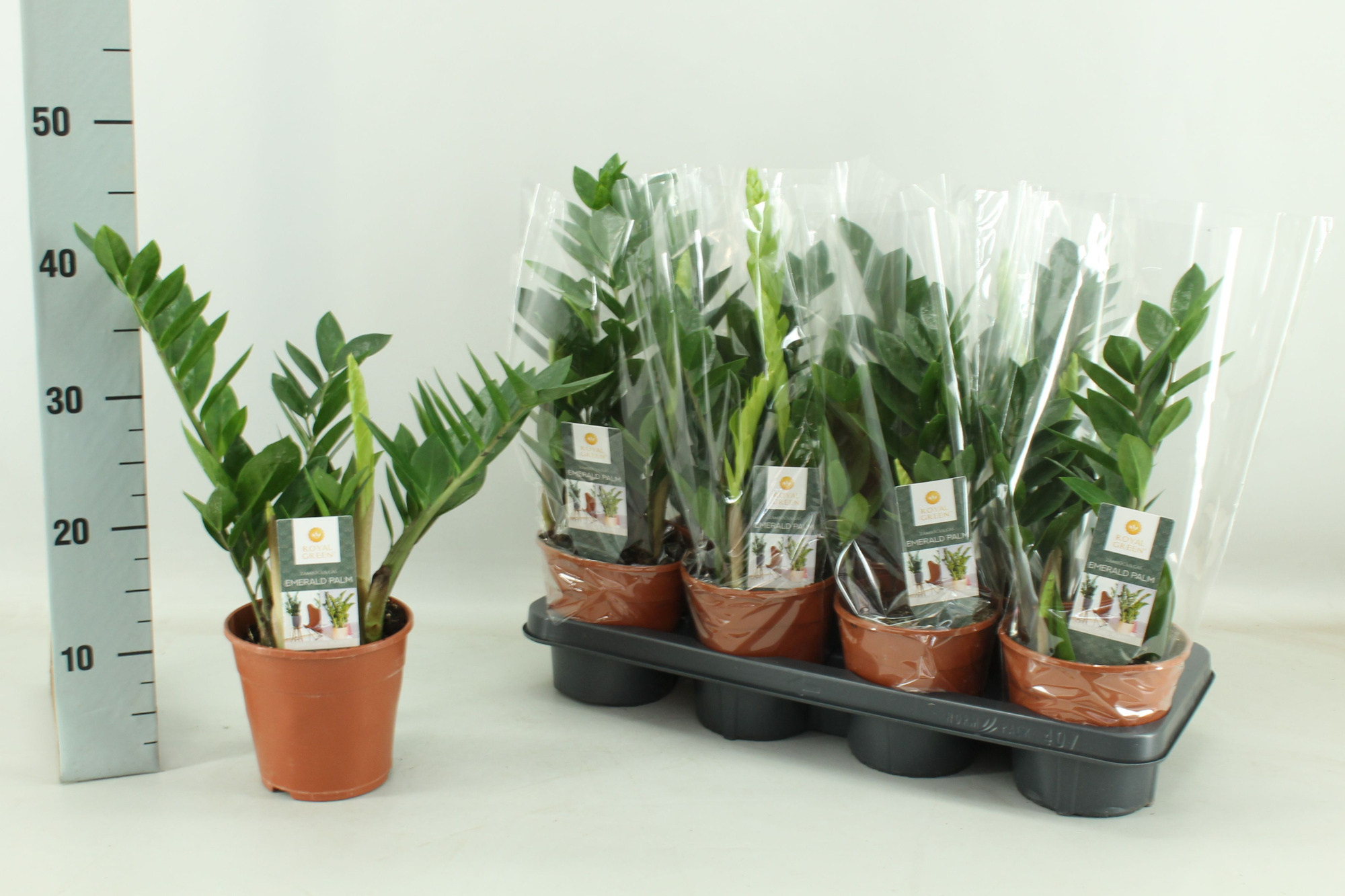 Zamioculcas 14cm, D 14