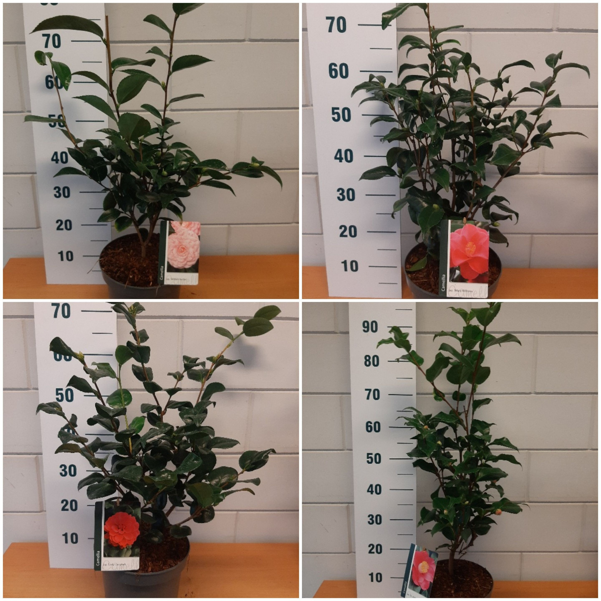 Camellia japonica mix, D 23