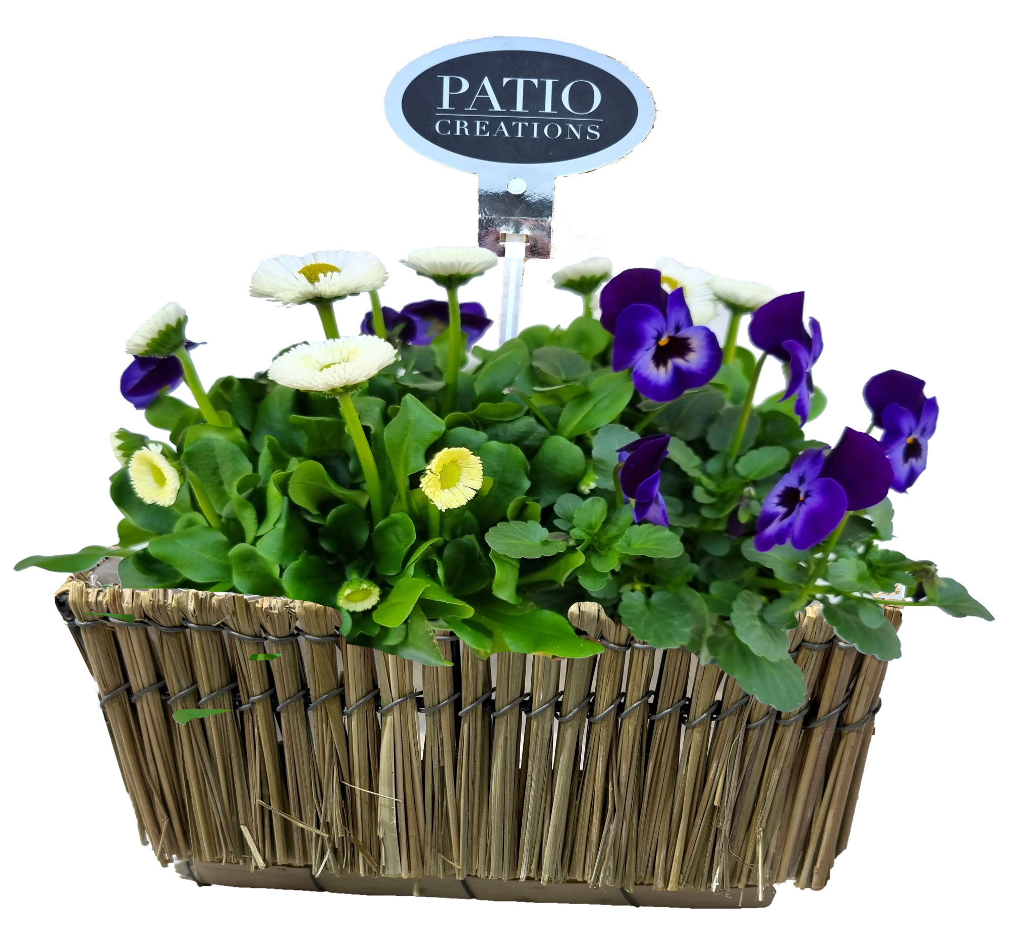 VB820-9001 Viola/Bellis Lona S, D 21