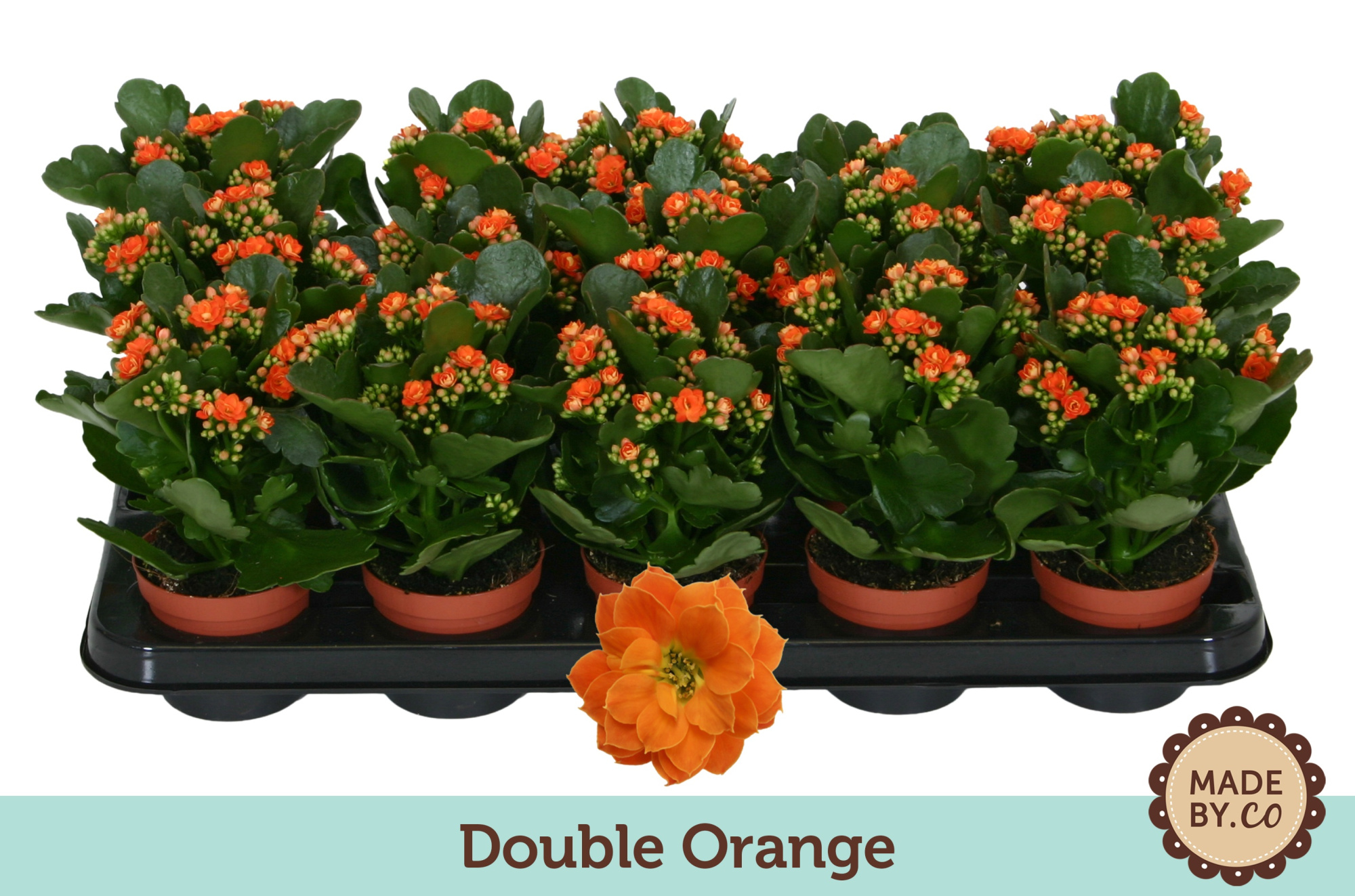 Kalanchoë Double Orange - no sleeve, D 9 cm