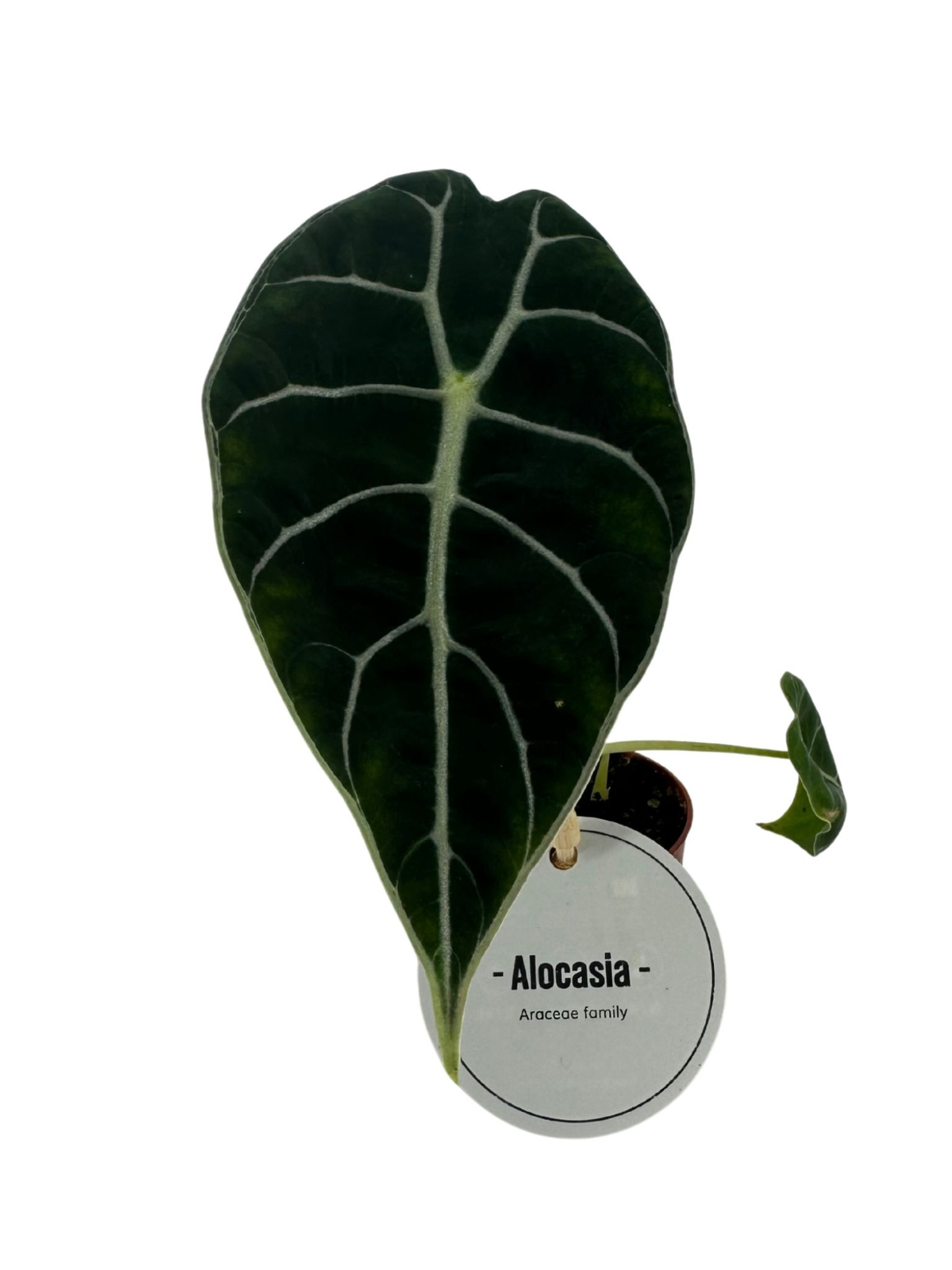 Alocasia Watsoniana, D 6