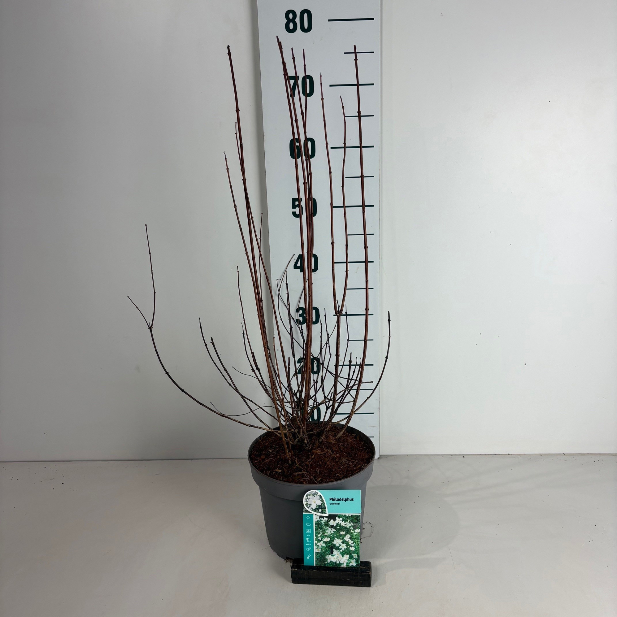 Philadelphus Lemoinei, D 20