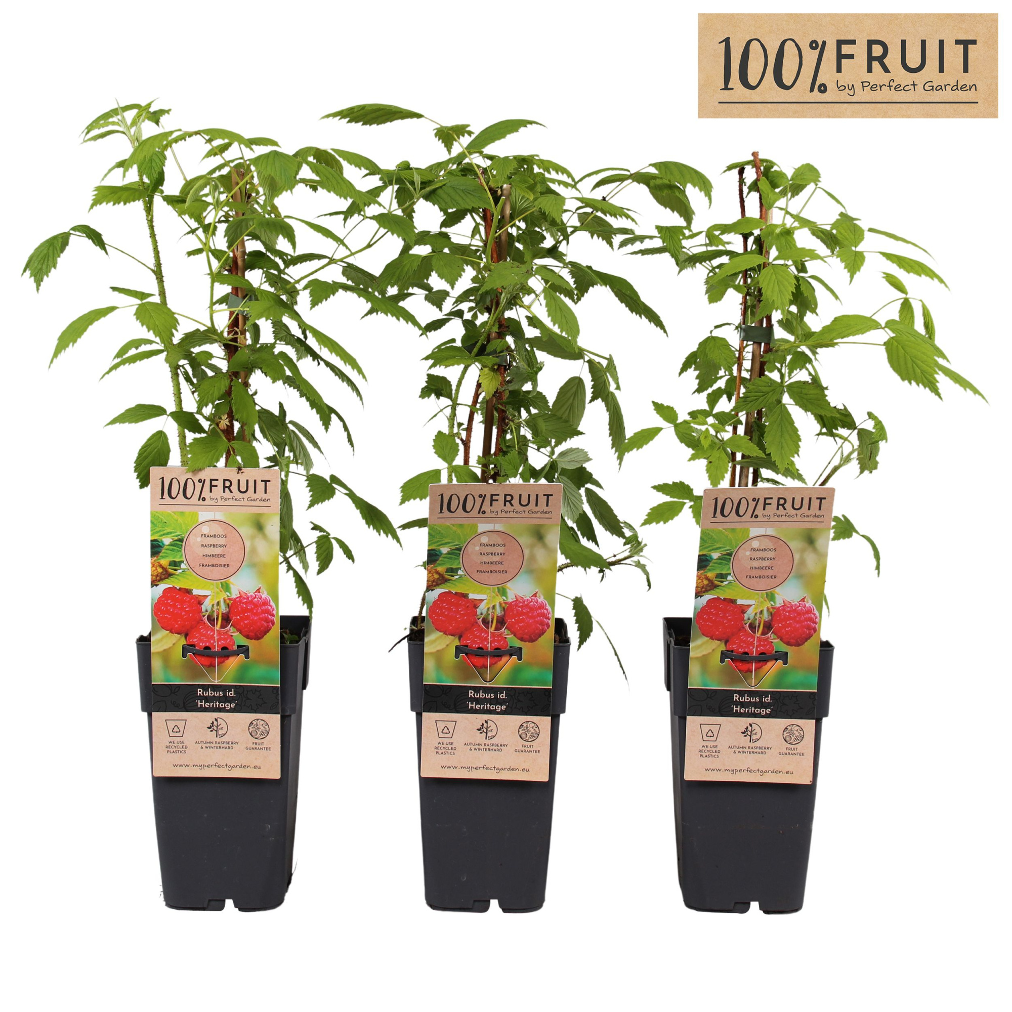 Rubus idaeus Heritage P15, D 15 cm