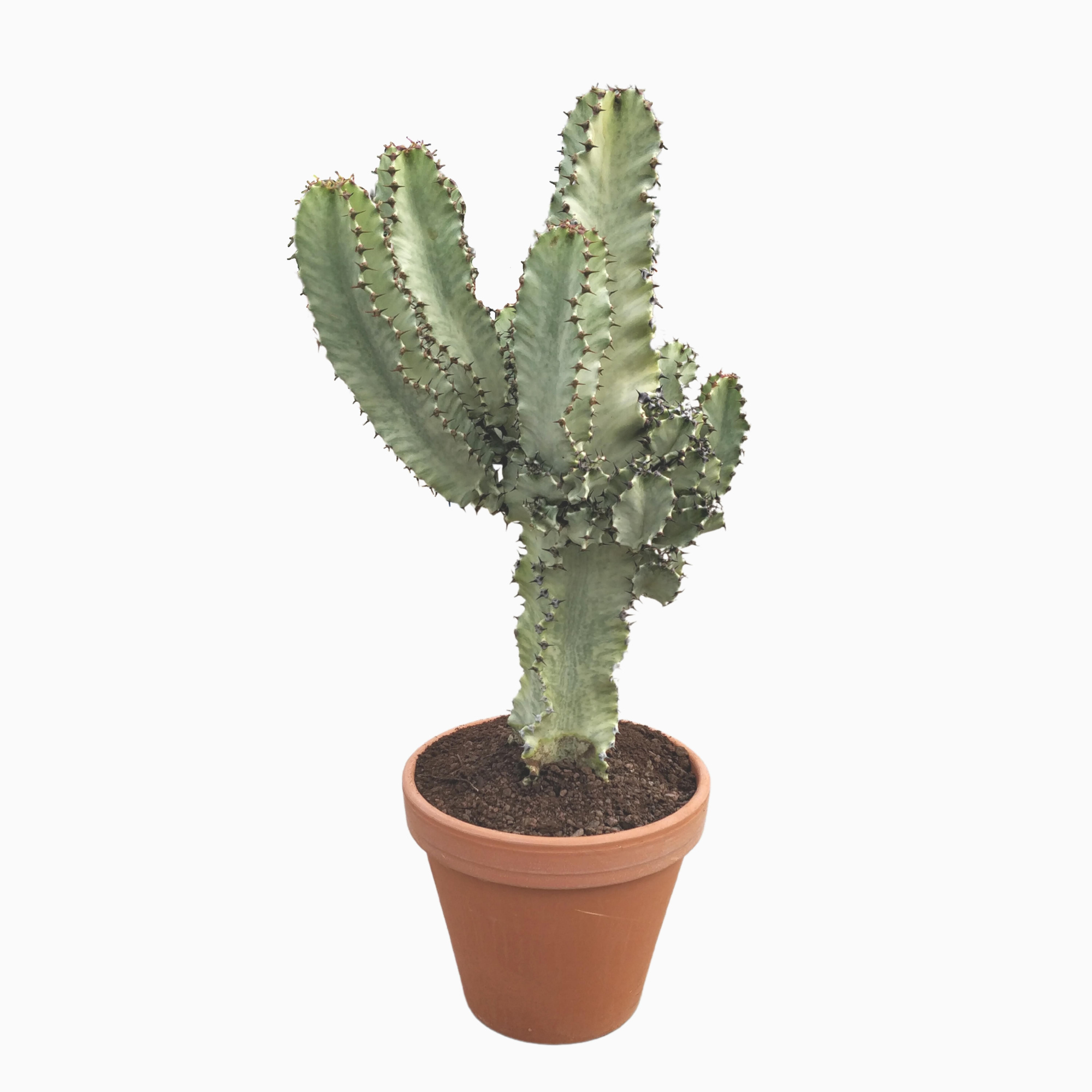 Euphorbia marmorata 27 cm, D 27 cm