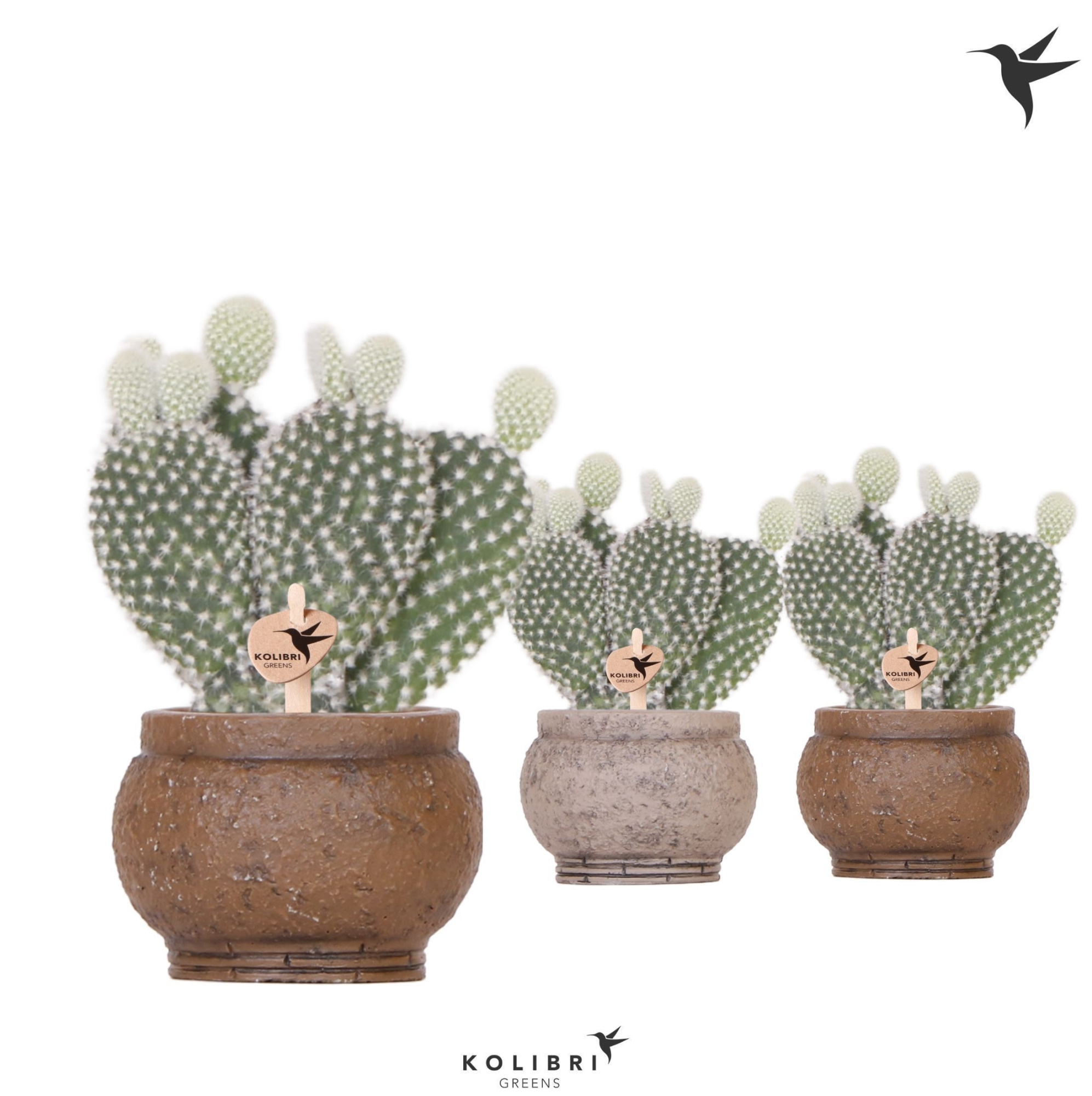 Kolibri Greens Opuntia white in Ancient pot brown, D 6 cm