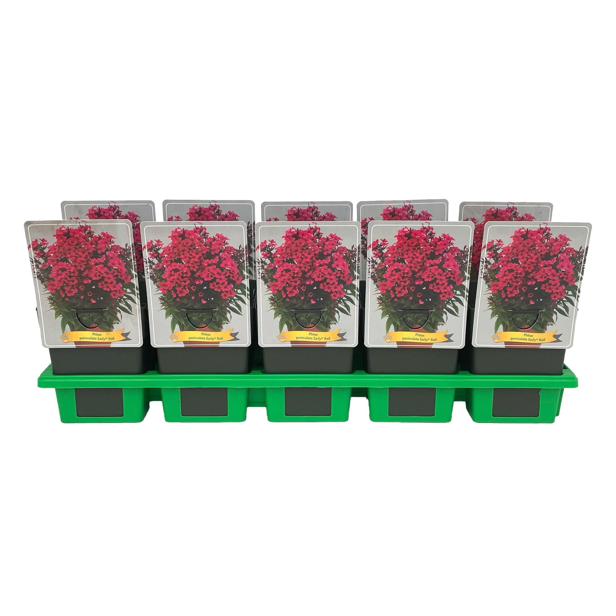 Phlox Paniculata 'Early Red' P11, D 11 cm