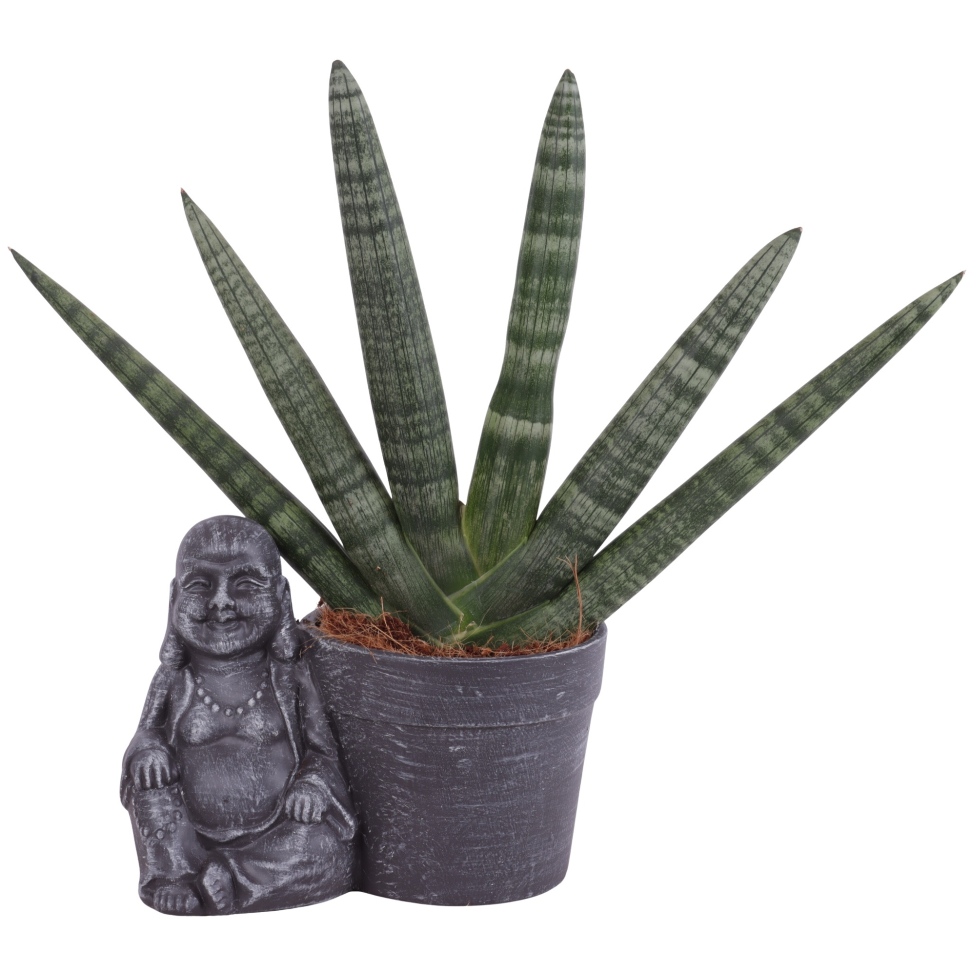 Sansevieria Cylindrica Handshake in Ceramic Sitting Buddha Ø21cm, D 21