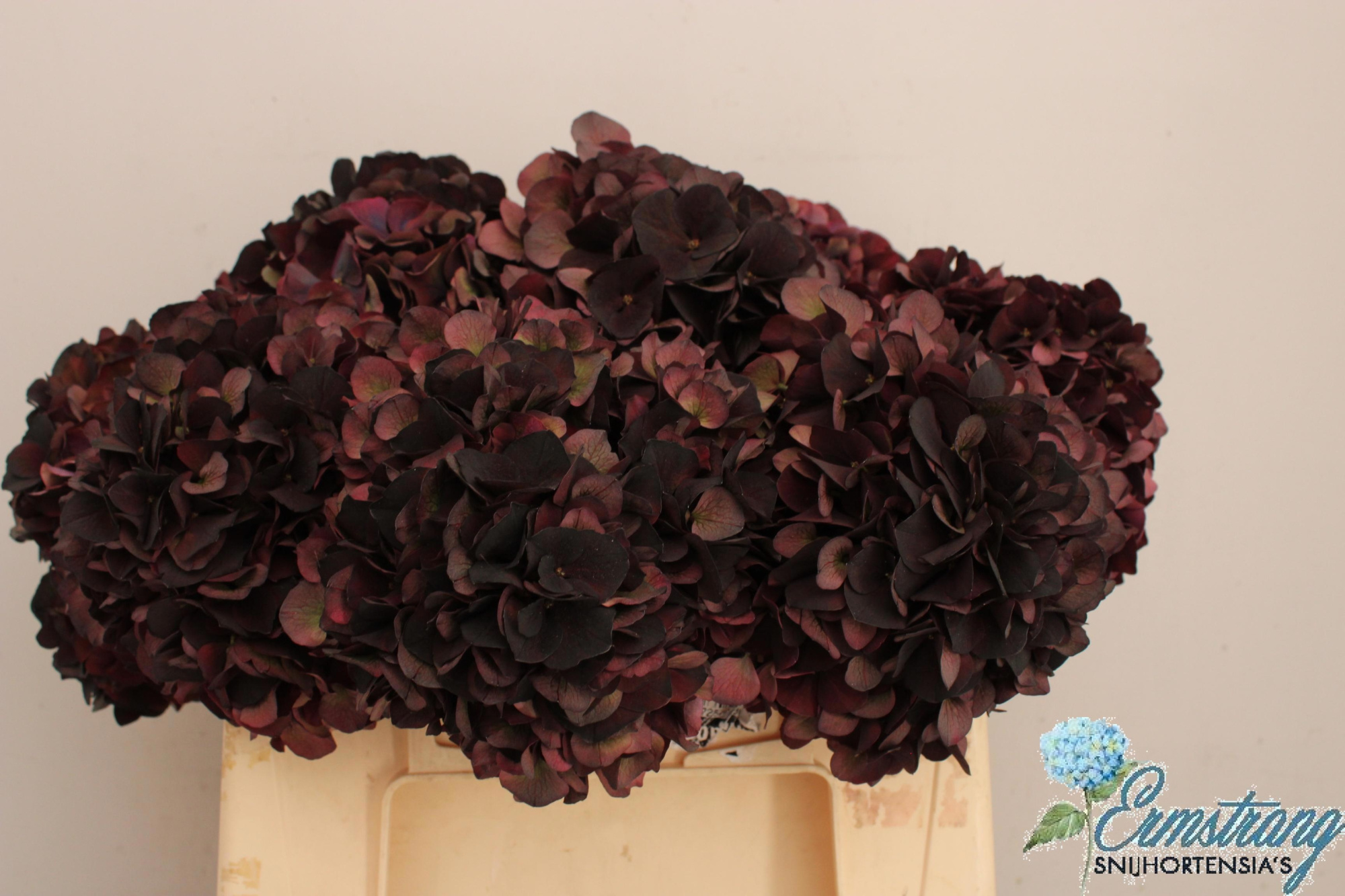 Гортензия Мэджикал Дарк Руби Классик 40, шт.