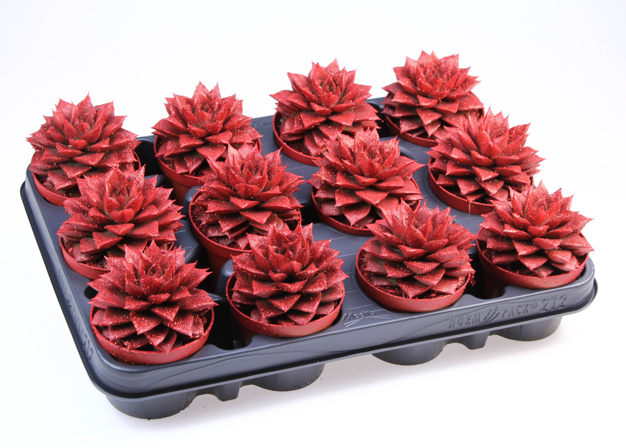 Purper rood + bio glitter, D 8,5