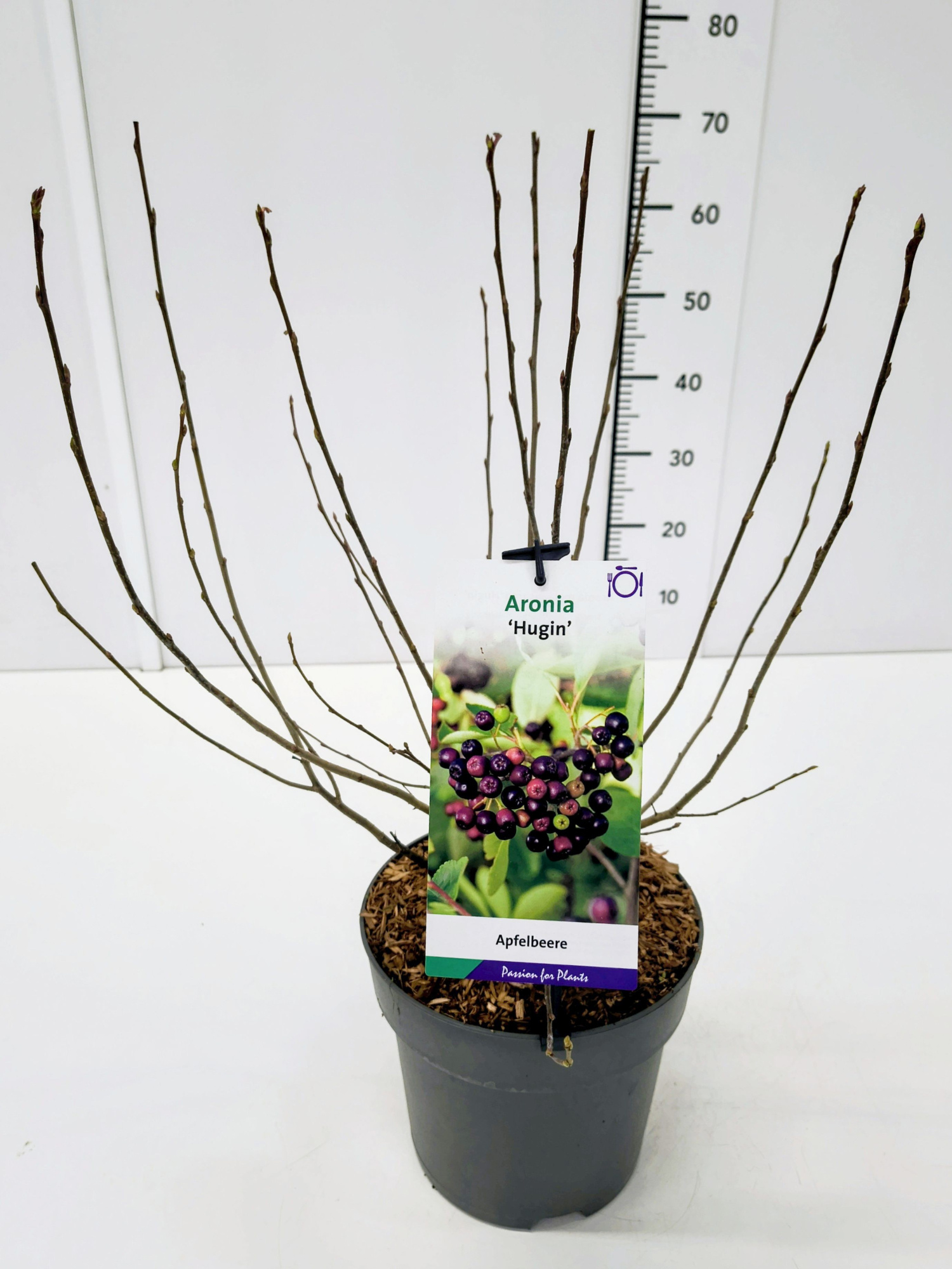 Aronia mel. 'Hugin' 40-60C5, D 23