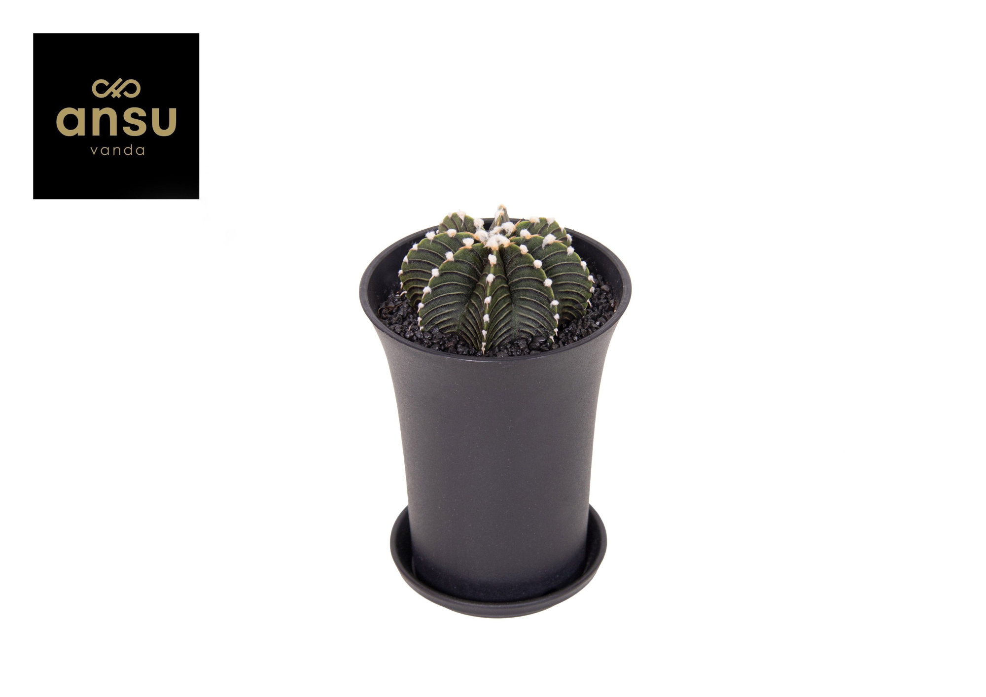 Gymno Cactus 'Black' XL, D 10 cm