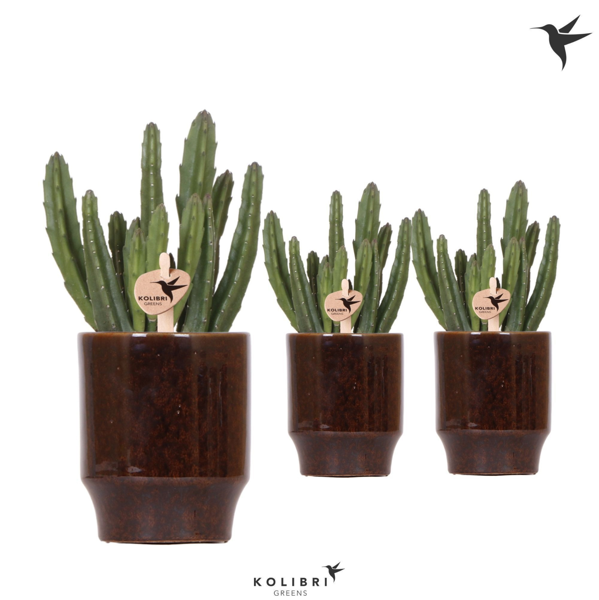 Kolibri Greens Stapelia Leendertziae in Classy pot brown, D 9