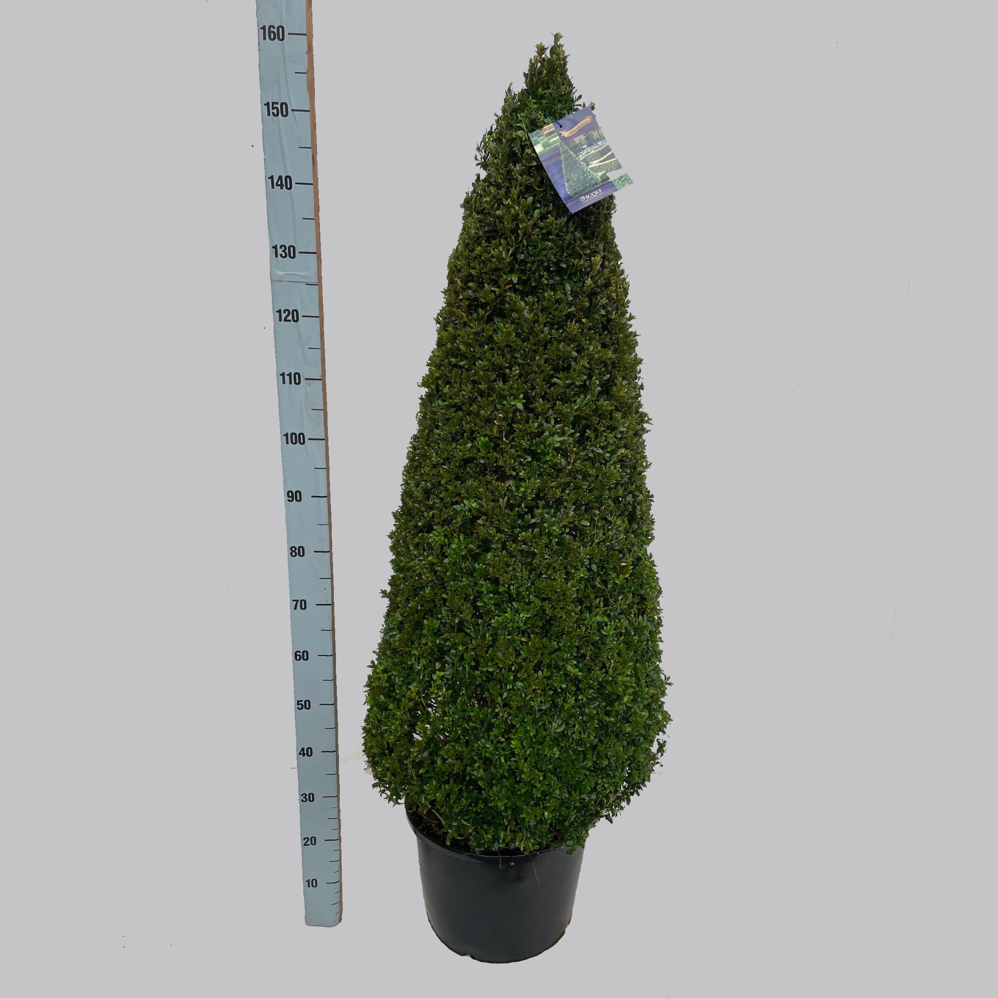 Buxus semp. pyr.120-130 40/C24, D 40 cm