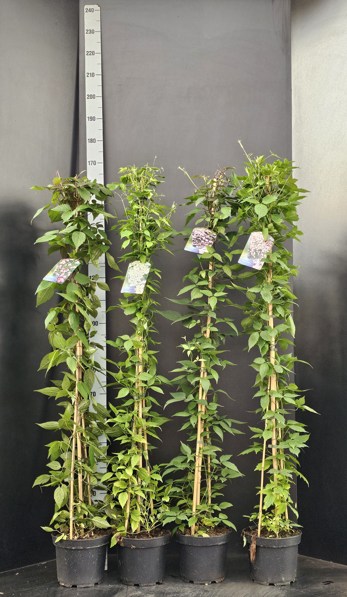 Clematis montana Grandiflora, D 23 cm