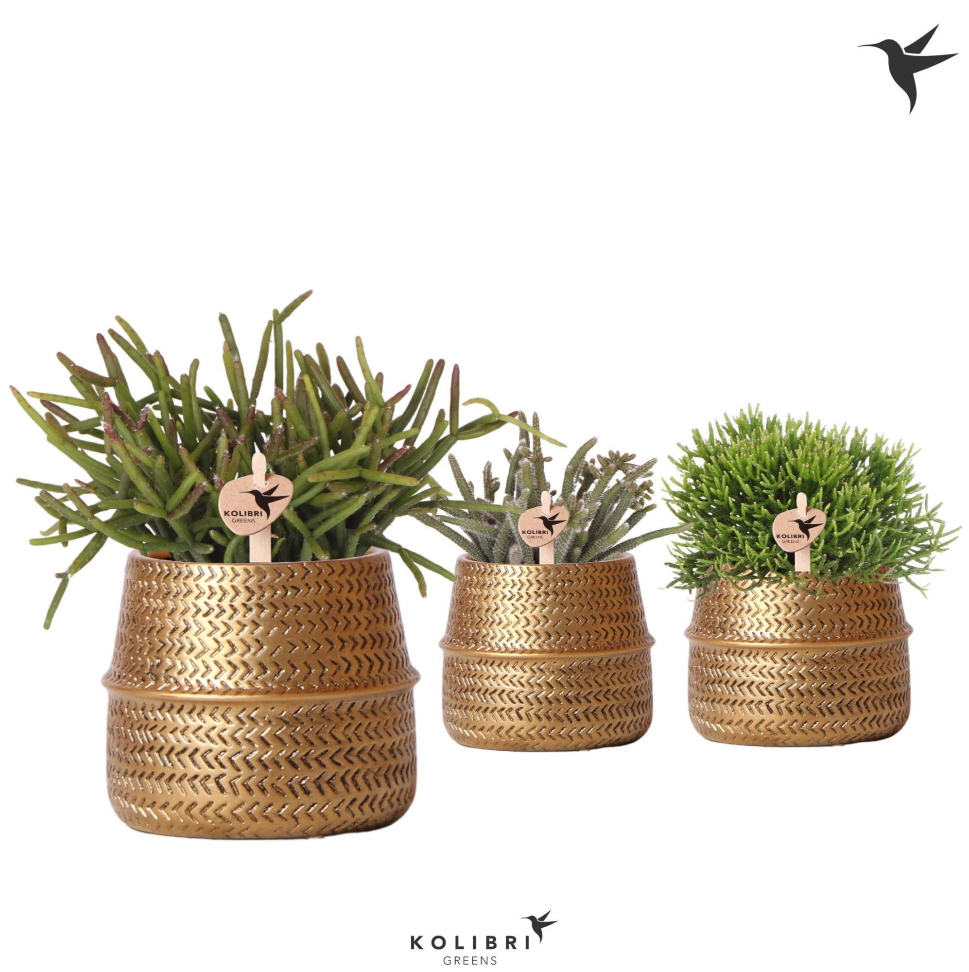 Kolibri Greens Rhipsalis mix in Groove pot gold, D 9 cm